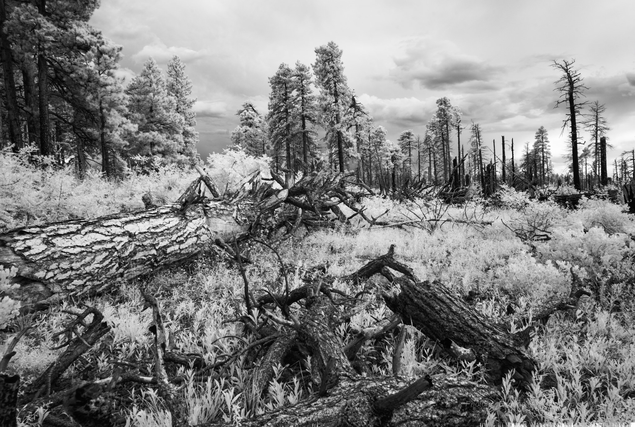 Leica M8 sample photo. Dead forest, grand canyon, north rim photography