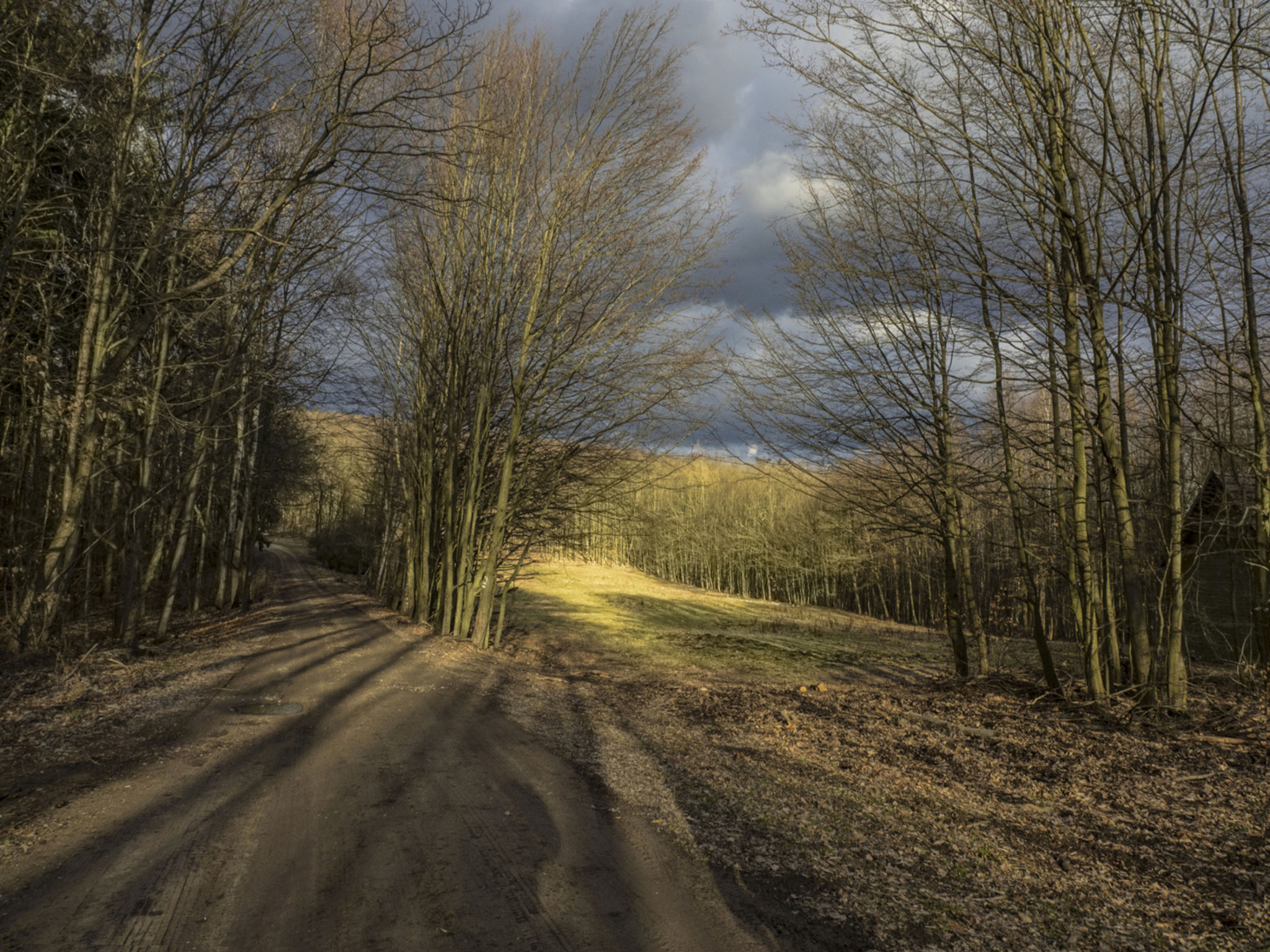 Olympus OM-D E-M1 sample photo. In the forest photography
