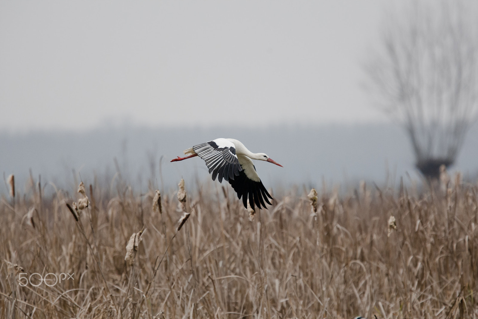 Canon EF 300mm F2.8L IS USM sample photo. Cicogna photography