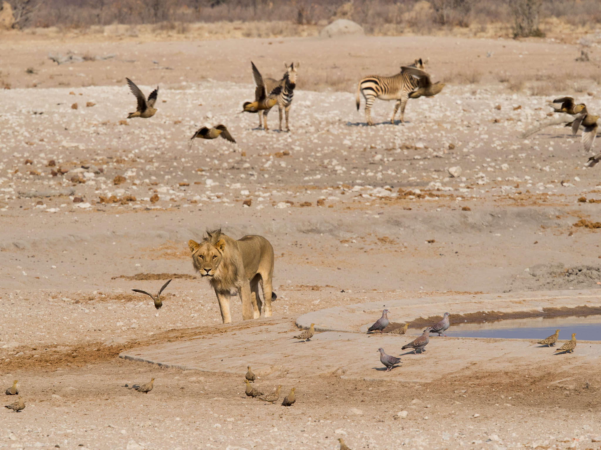 Olympus OM-D E-M1 + Olympus M.Zuiko Digital ED 40-150mm F2.8 Pro sample photo. Etosha np photography