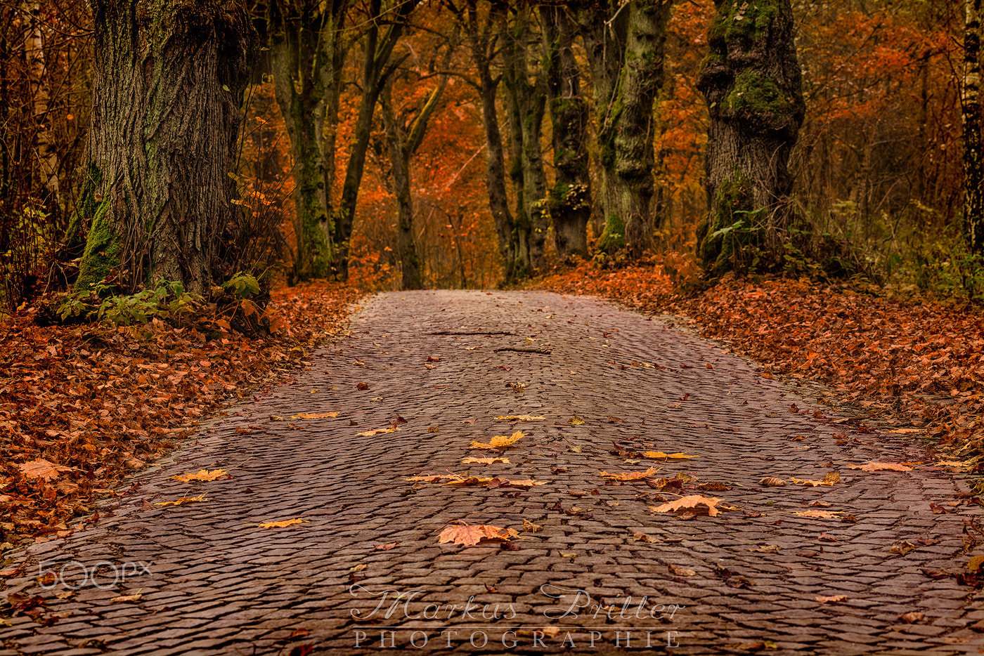 Nikon D810 + Tamron SP 90mm F2.8 Di VC USD 1:1 Macro (F004) sample photo. On the way to winter photography