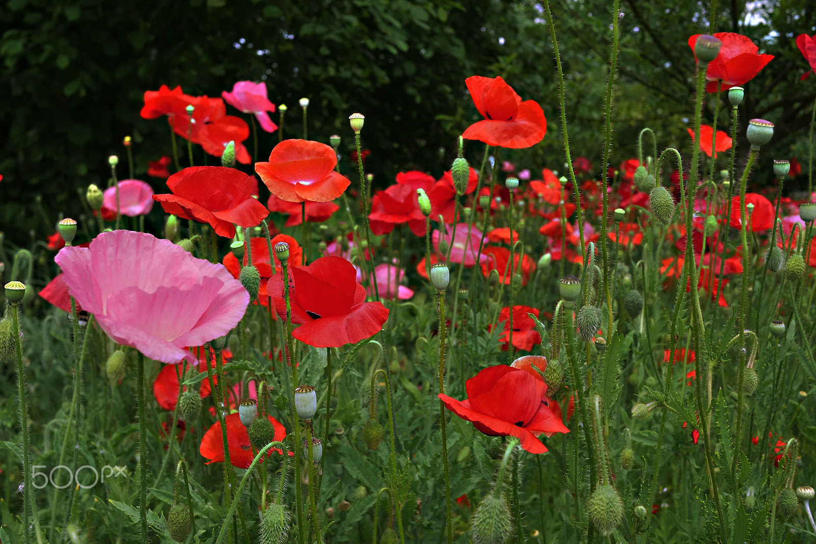 Panasonic Lumix DMC-GX7 + Panasonic Lumix G 20mm F1.7 ASPH sample photo. Poppies photography