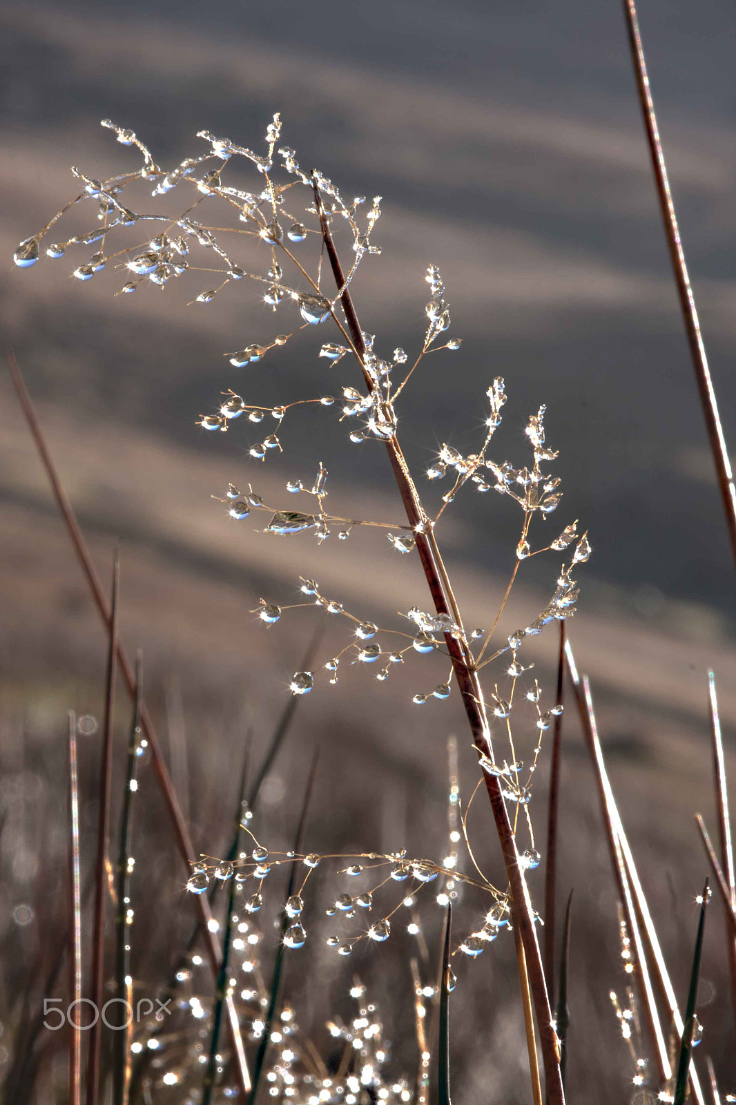 Canon EOS 40D + Sigma 105mm F2.8 EX DG Macro sample photo. Waterbeaded grass photography