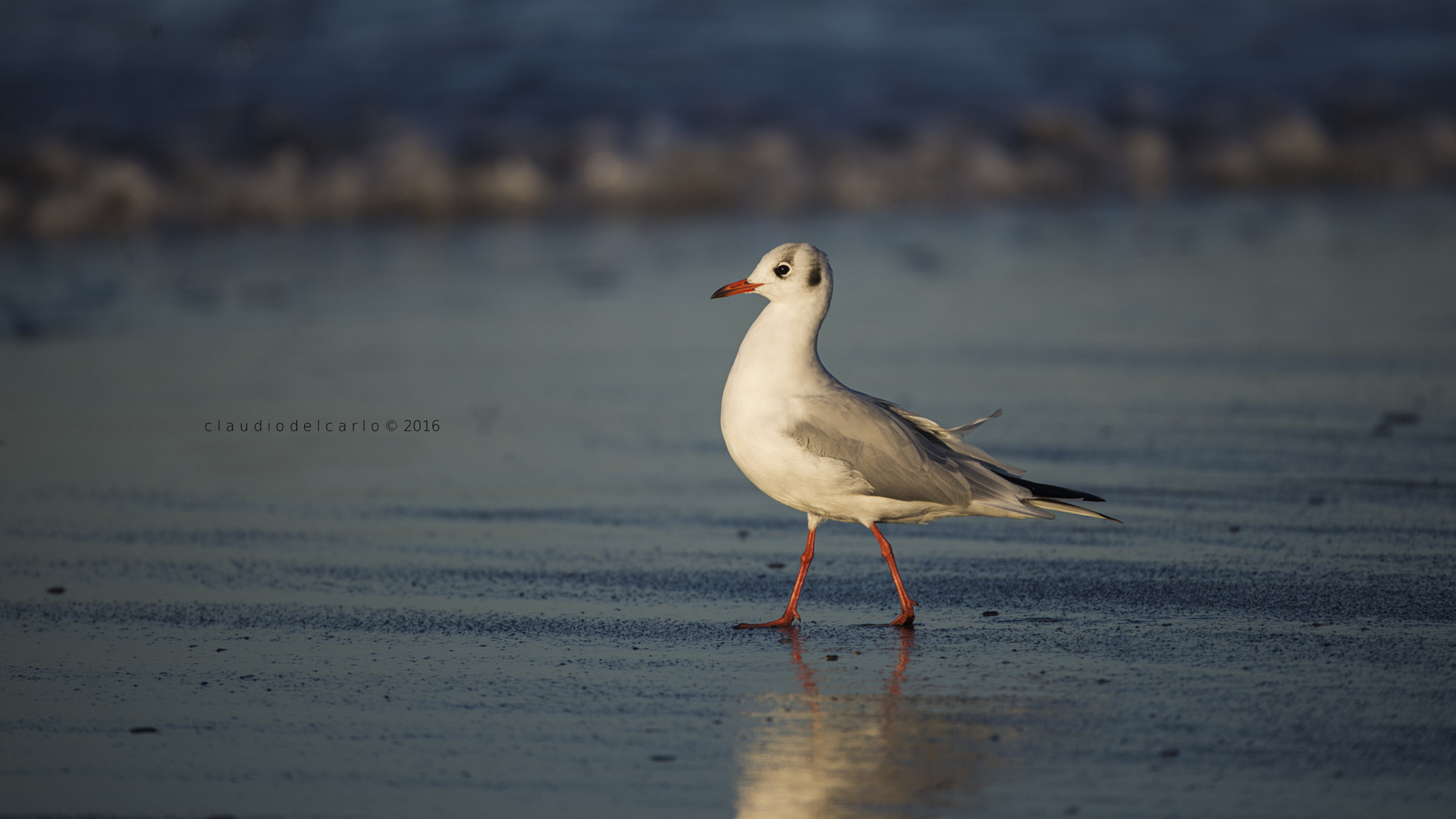 Sigma 150-600mm F5-6.3 DG OS HSM | S sample photo. Dsc photography