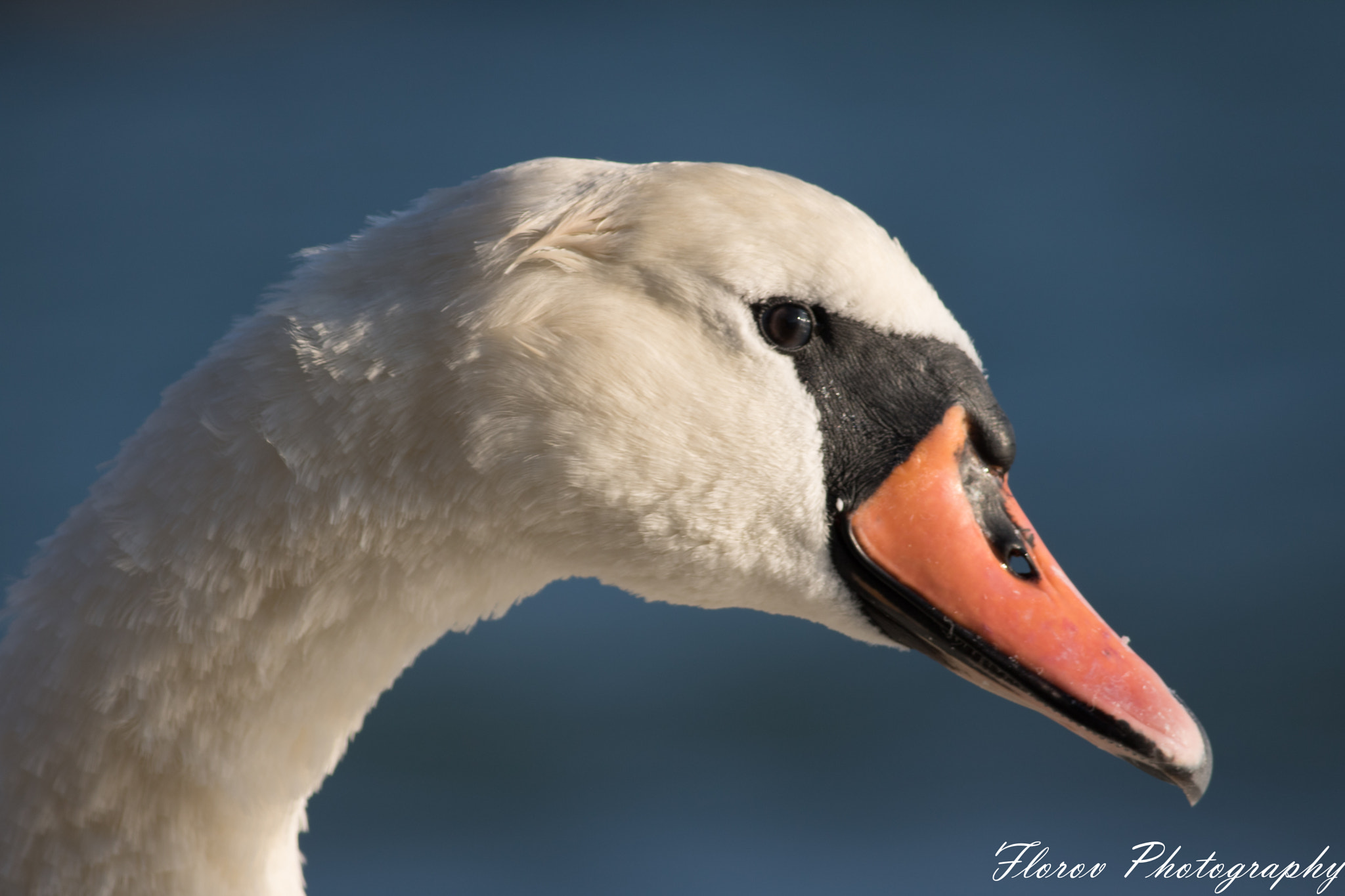 Canon EOS 750D (EOS Rebel T6i / EOS Kiss X8i) sample photo. Swans photography