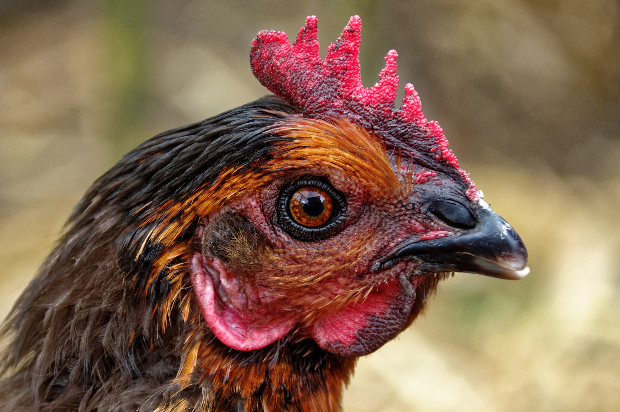 Sigma 18-300mm F3.5-6.3 DC Macro HSM sample photo. Hen photography