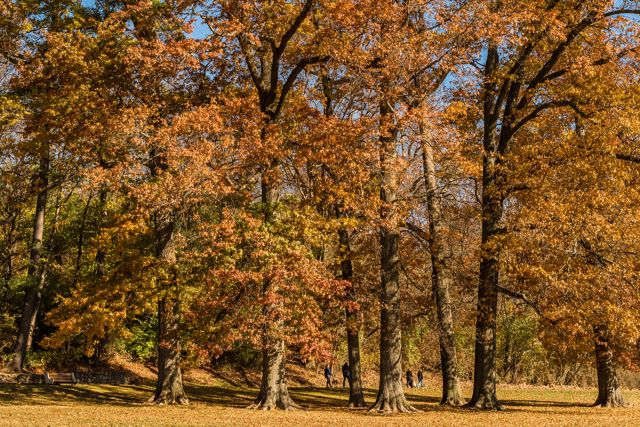 Zeiss Milvus 35mm f/2 sample photo. Autumn trees photography