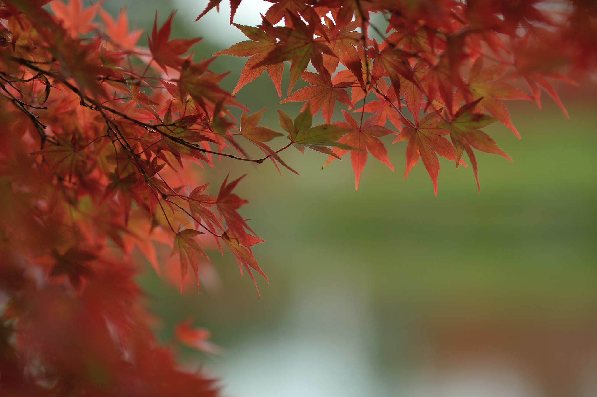 AF DC-Nikkor 135mm f/2D sample photo. Autumn for tokyoites photography