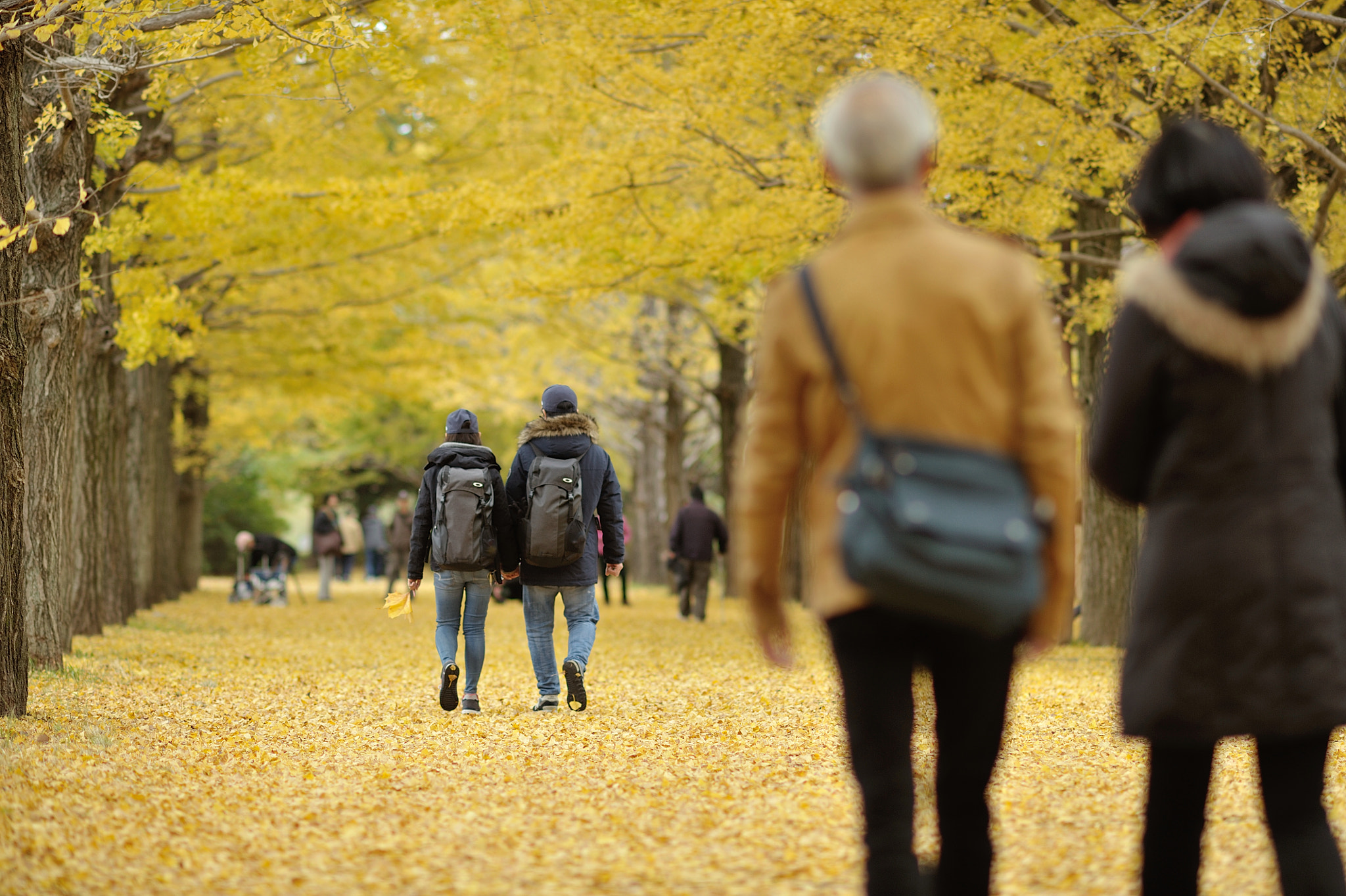AF DC-Nikkor 135mm f/2D sample photo. Autumn for tokyoites photography
