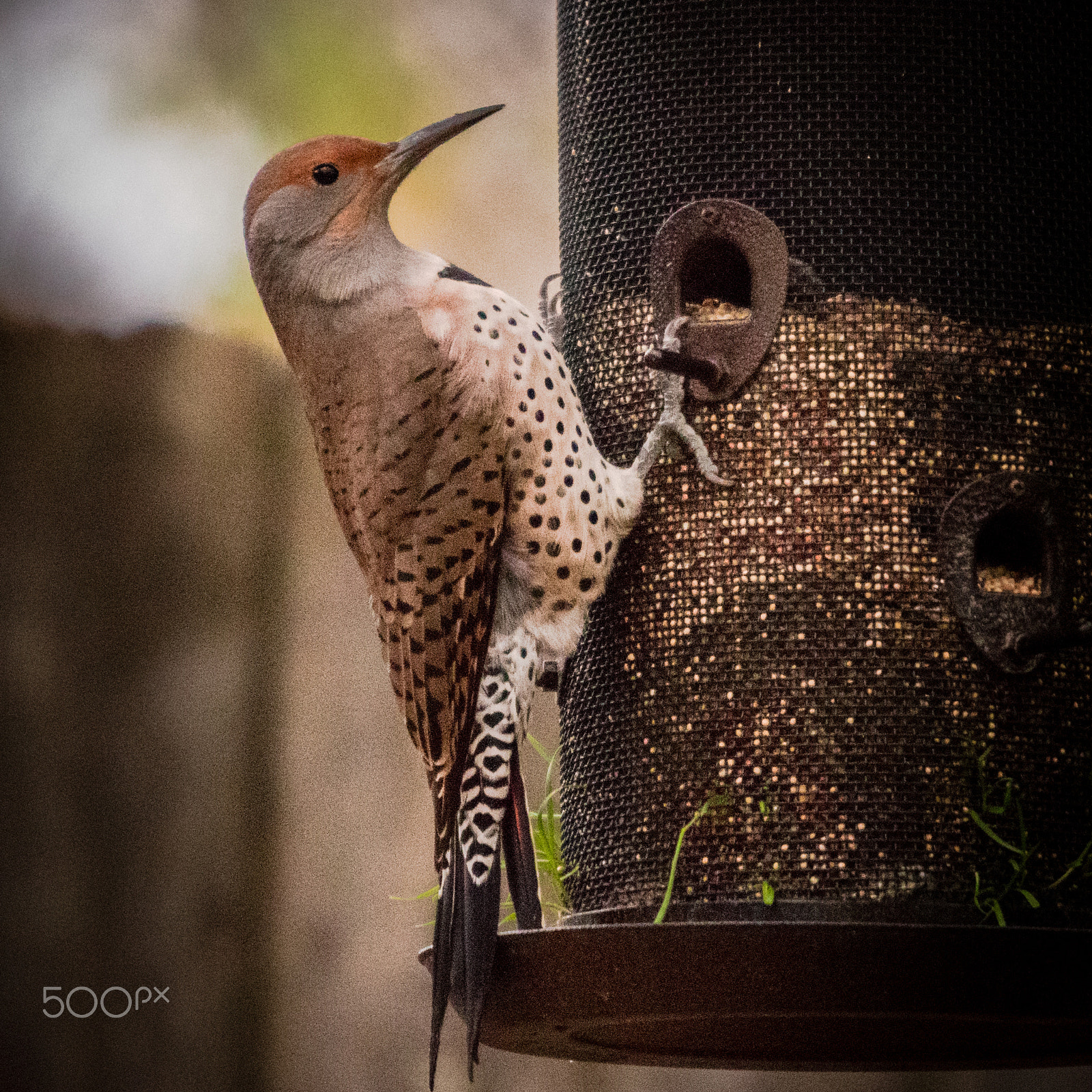 Sigma 120-400mm F4.5-5.6 DG OS HSM sample photo. Northern flicker photography