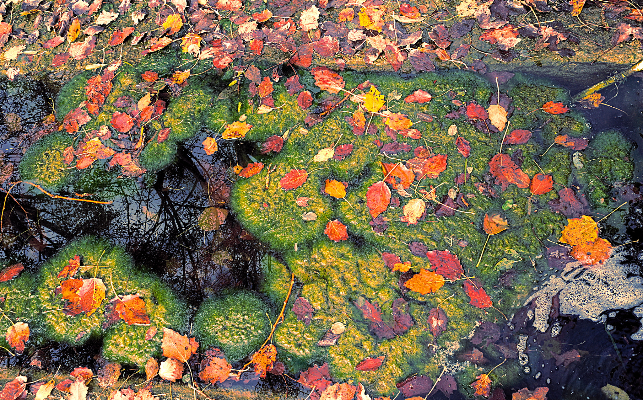 Manual Lens No CPU sample photo. Falling leaves photography