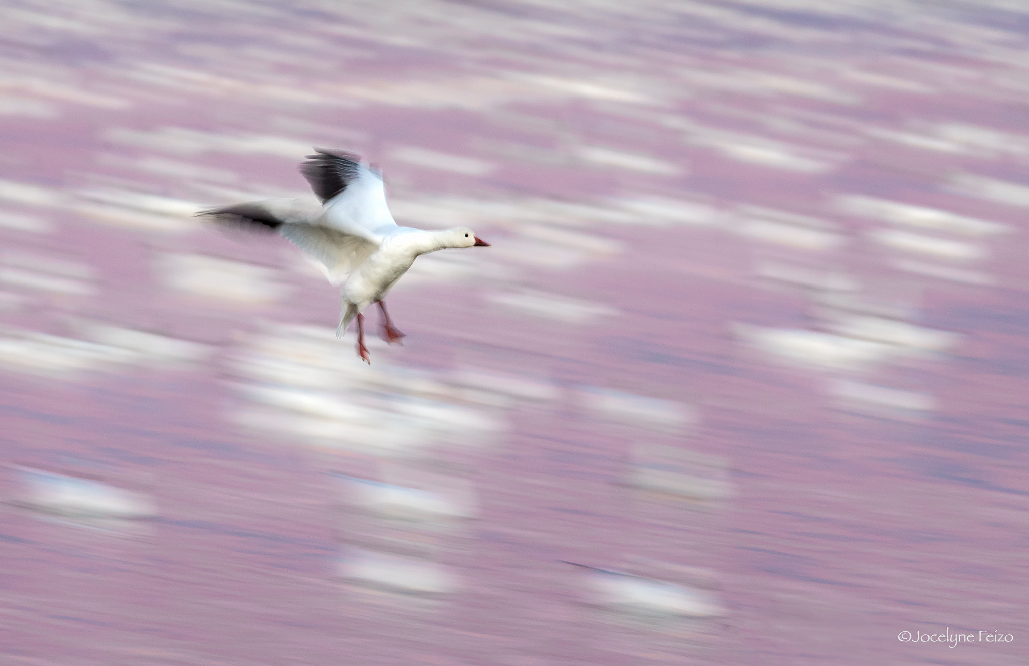 Nikon D750 + Nikon AF-S Nikkor 300mm F4D ED-IF sample photo. Landing photography