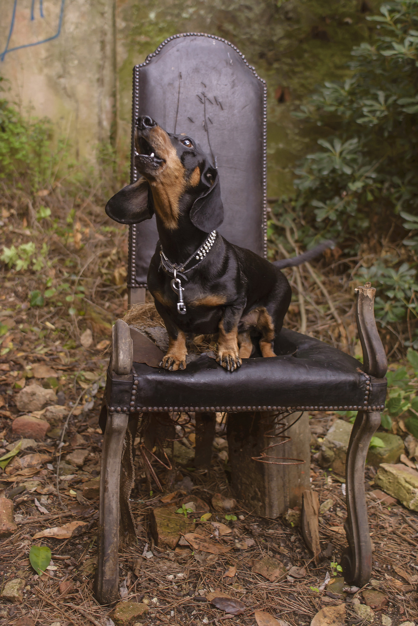 Nikon D610 + Nikon AF Nikkor 24mm F2.8D sample photo. Dachshund on the old chair photography