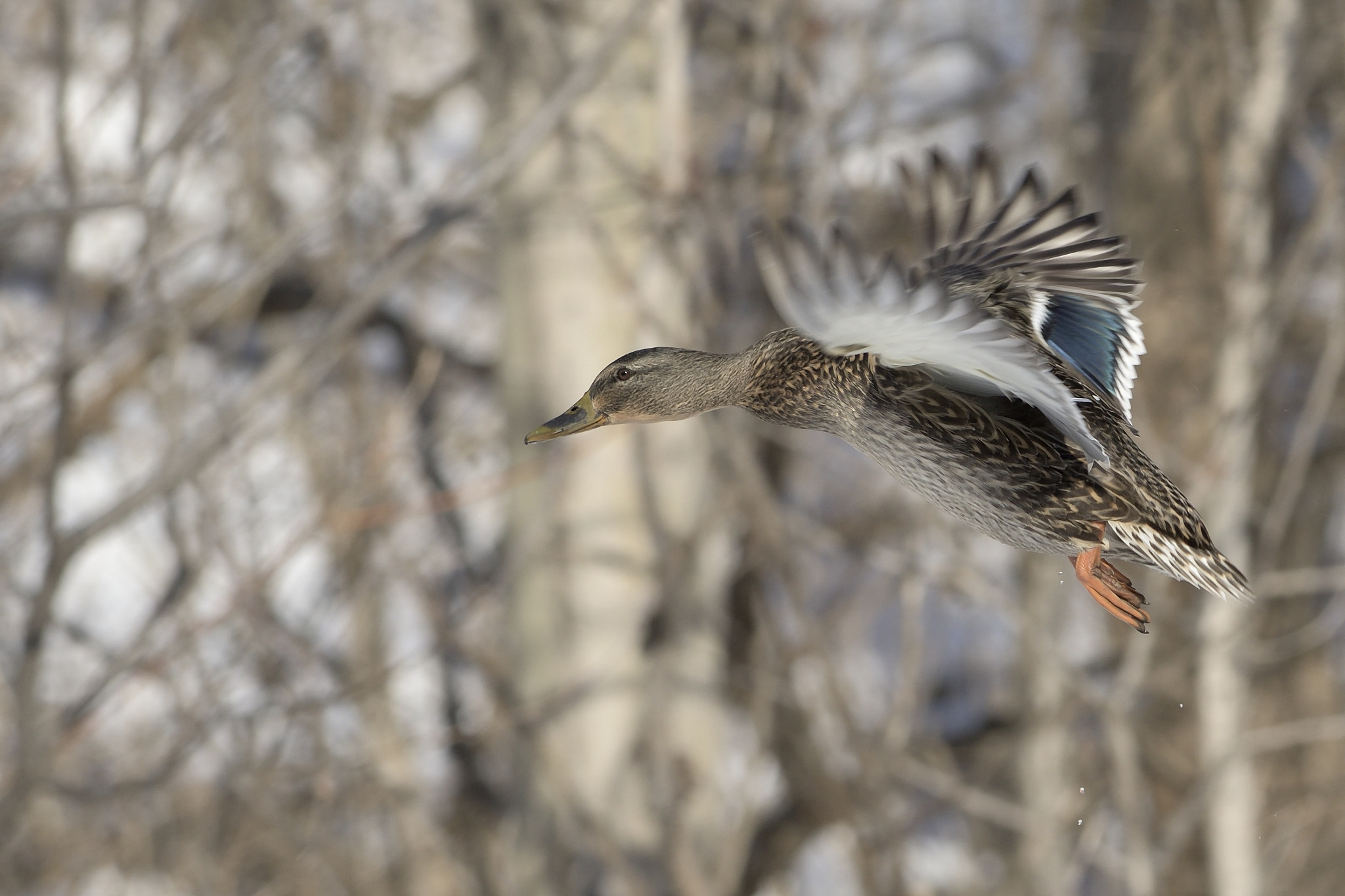 Nikon D810 sample photo. In flight photography