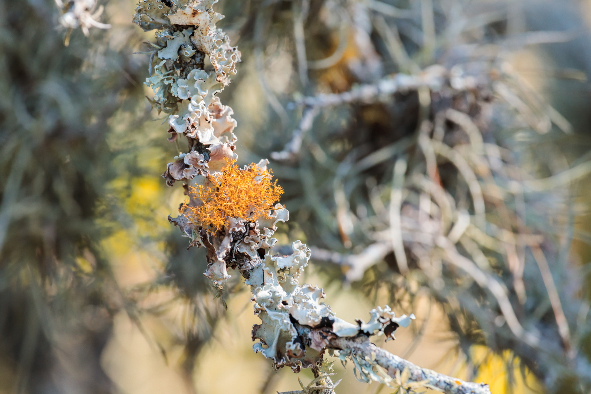 Canon EF 70-200mm F4L IS USM sample photo. Lichen live oak photography