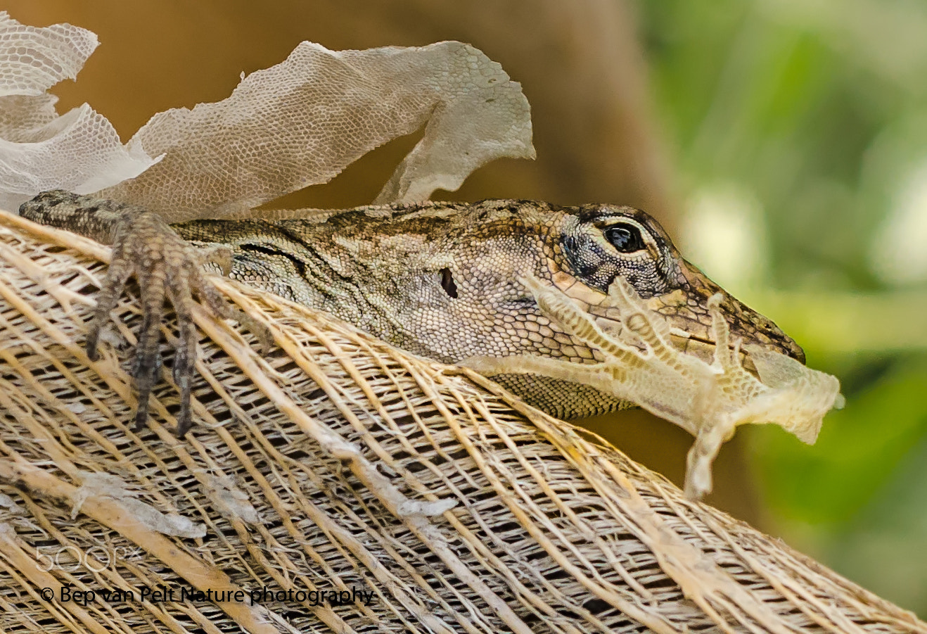 Nikon D7000 + Sigma 50mm F2.8 EX DG Macro sample photo. Molted and eating the old skin of the claw photography