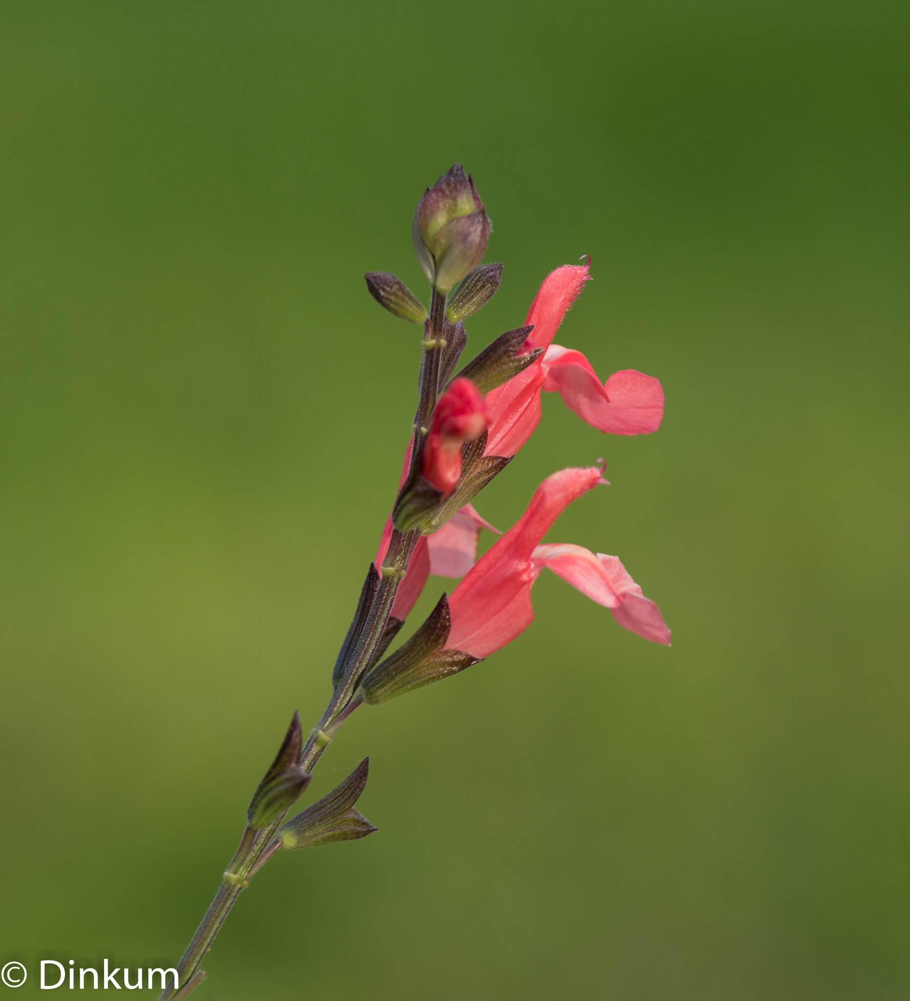Pentax smc D-FA 100mm F2.8 Macro WR sample photo. F photography