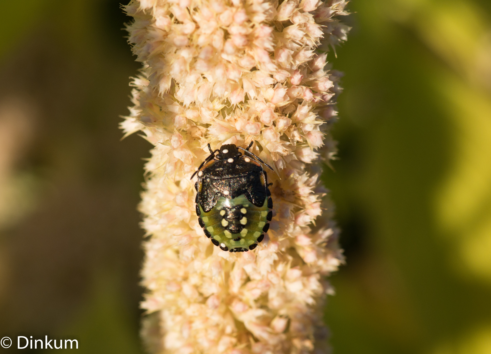 Pentax smc D-FA 100mm F2.8 Macro WR sample photo. Larve de nezara viridula photography
