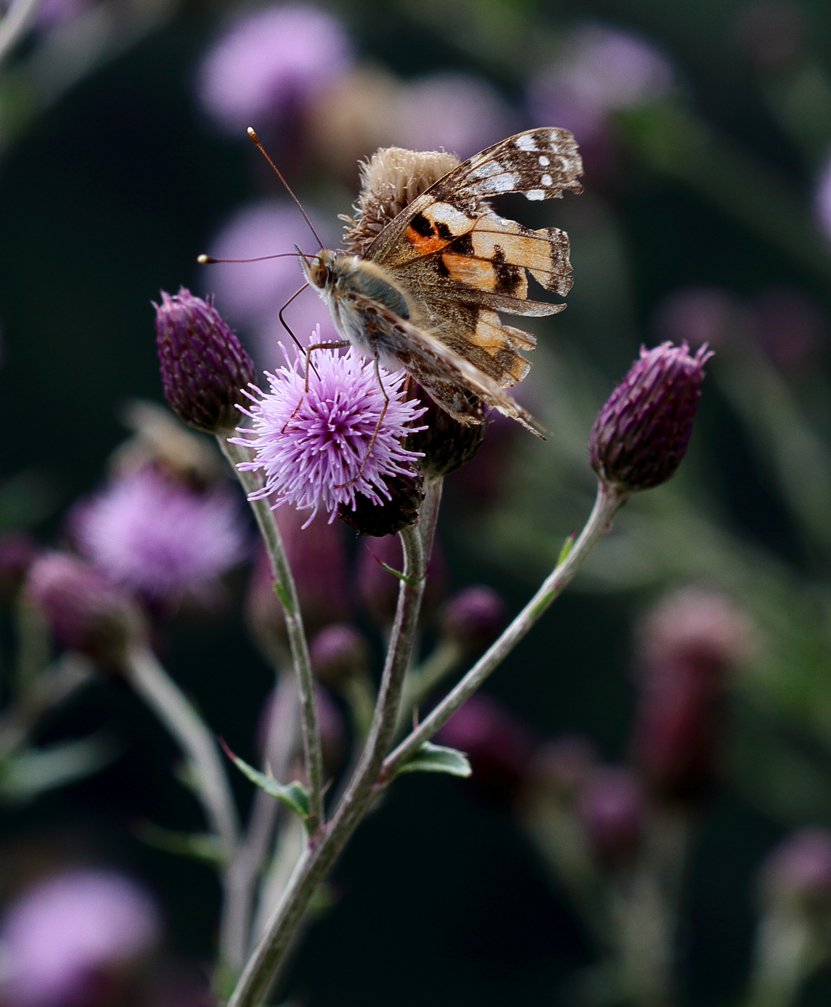 Canon EF 100mm F2.8 Macro USM sample photo. Butterfly ii photography