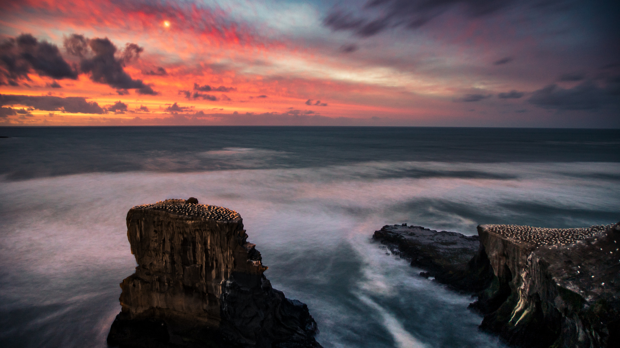 Sony a7S sample photo. Muriwai gannet colony pt. i photography