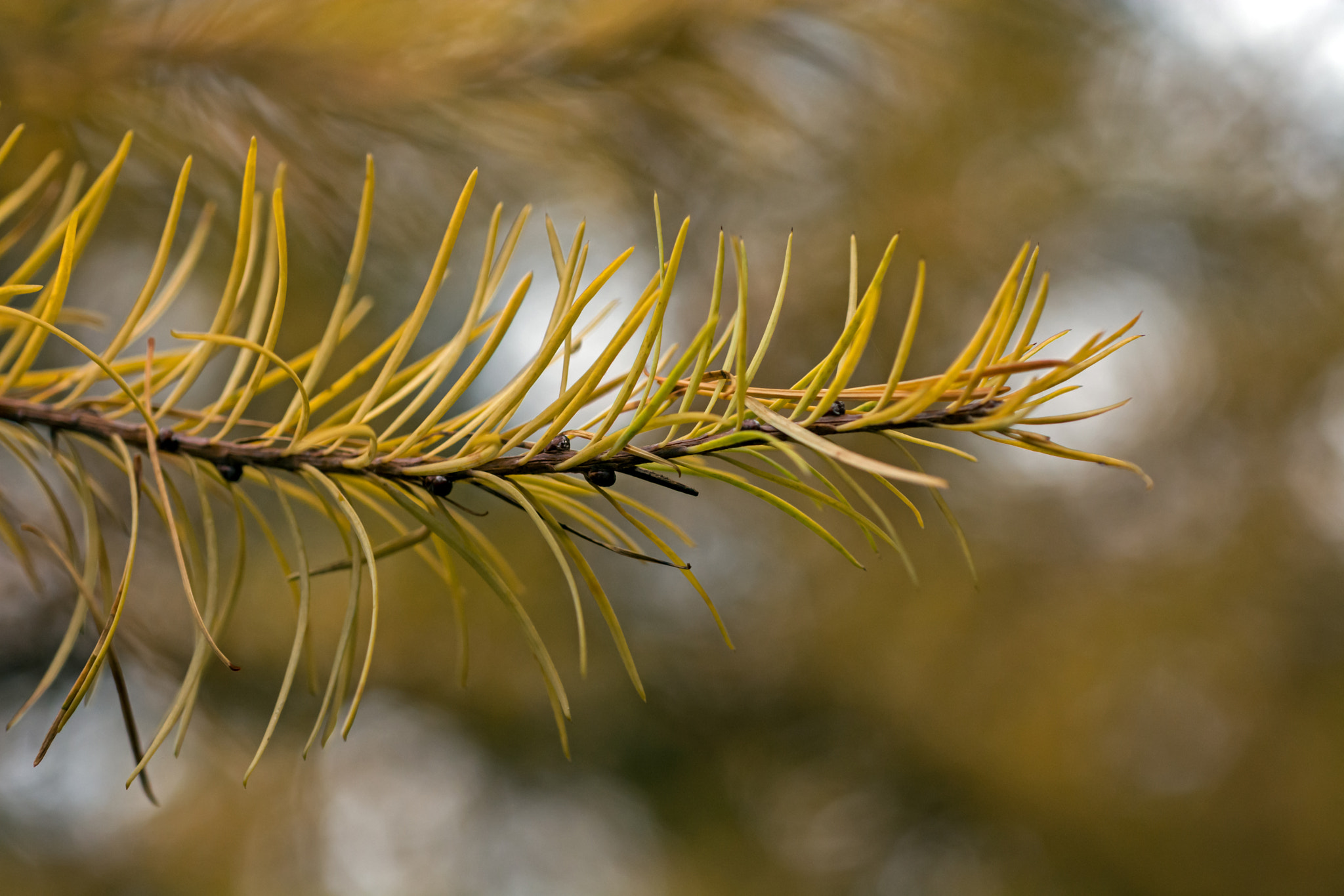 AF Micro-Nikkor 60mm f/2.8 sample photo. Ready to fall in the fall! photography
