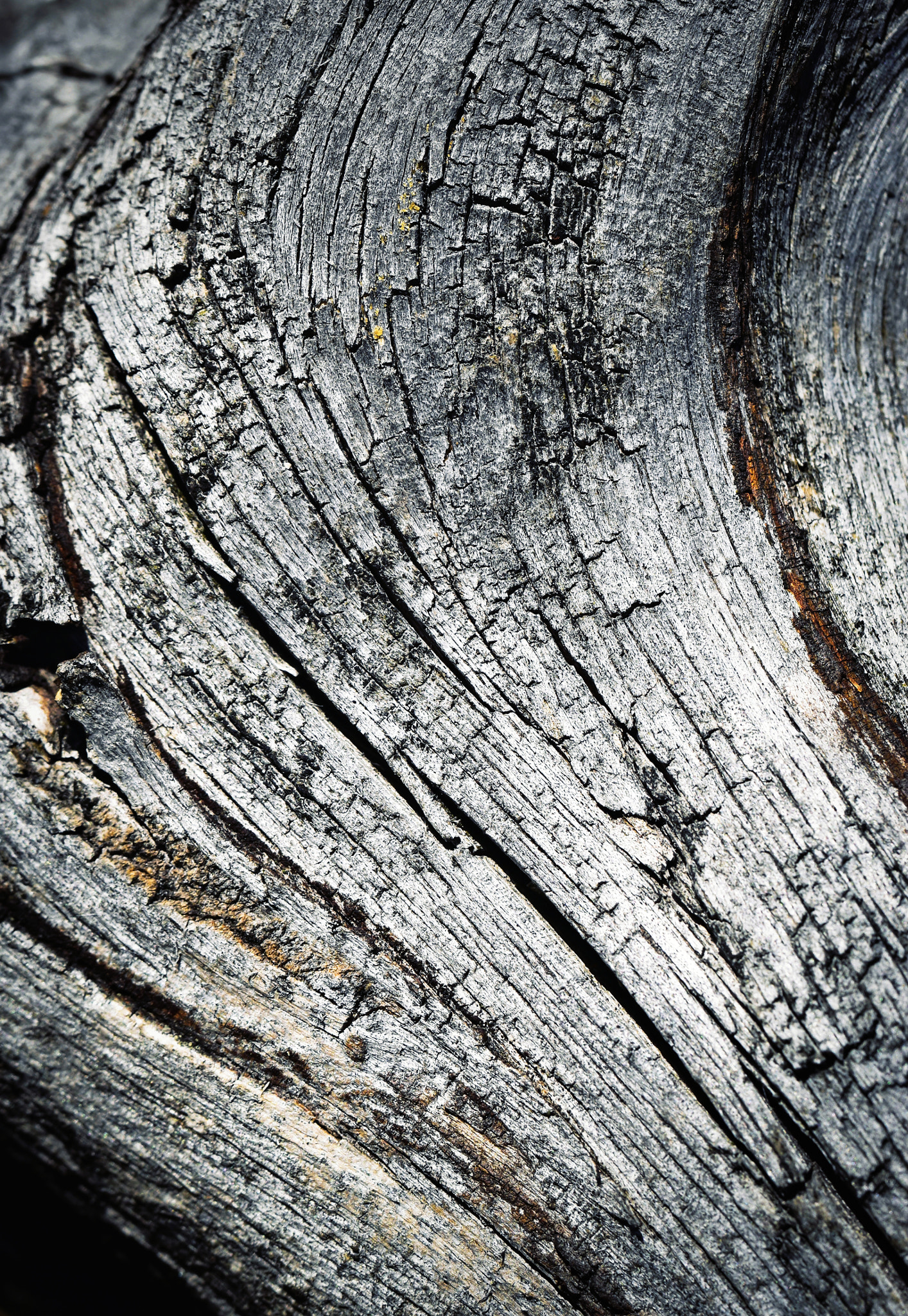 Nikon D5500 sample photo. Detail of old weathered wood photography