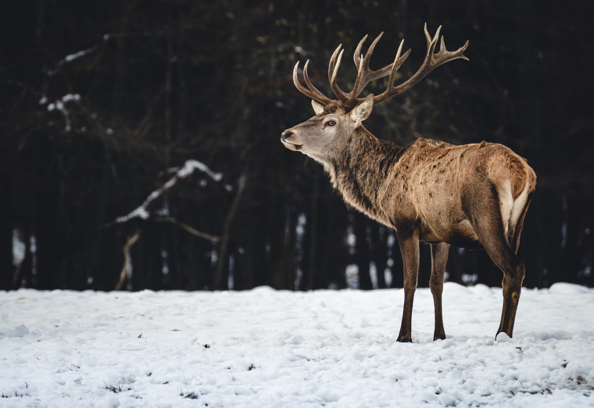 Canon EOS 100D (EOS Rebel SL1 / EOS Kiss X7) sample photo. Deer in snow photography