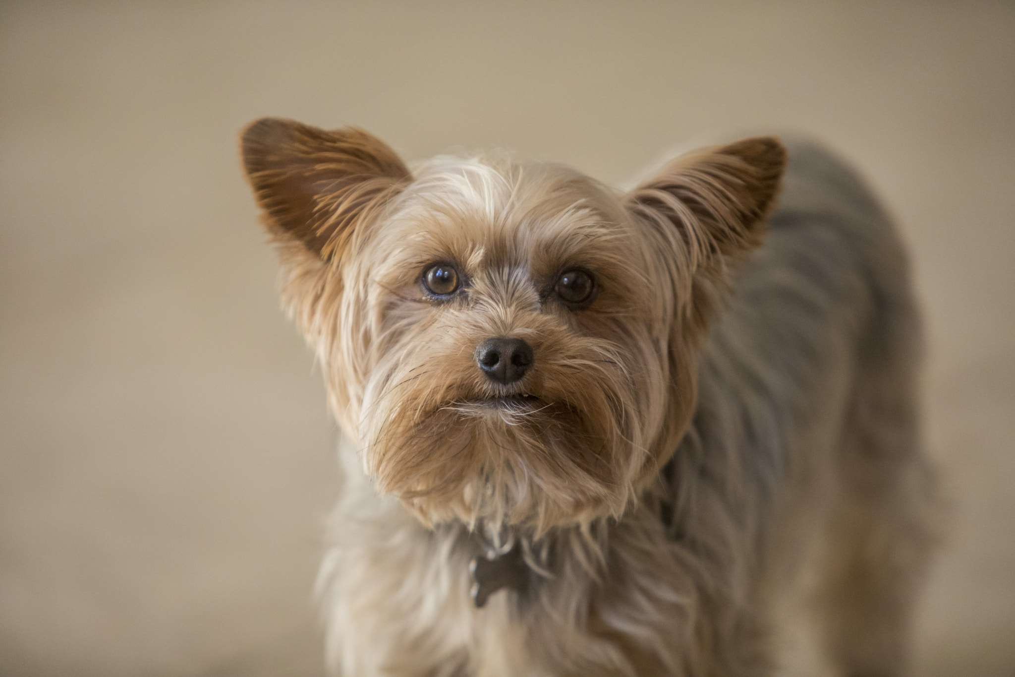 Canon EF 70-200mm F2.8L USM sample photo. Cutie photography