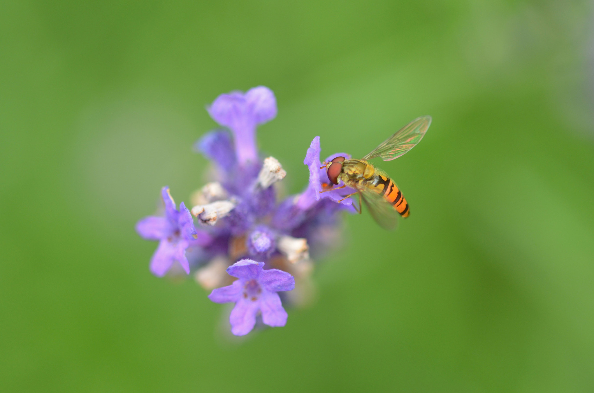 Sigma 105mm F2.8 EX DG OS HSM sample photo. Sweet nectar  photography