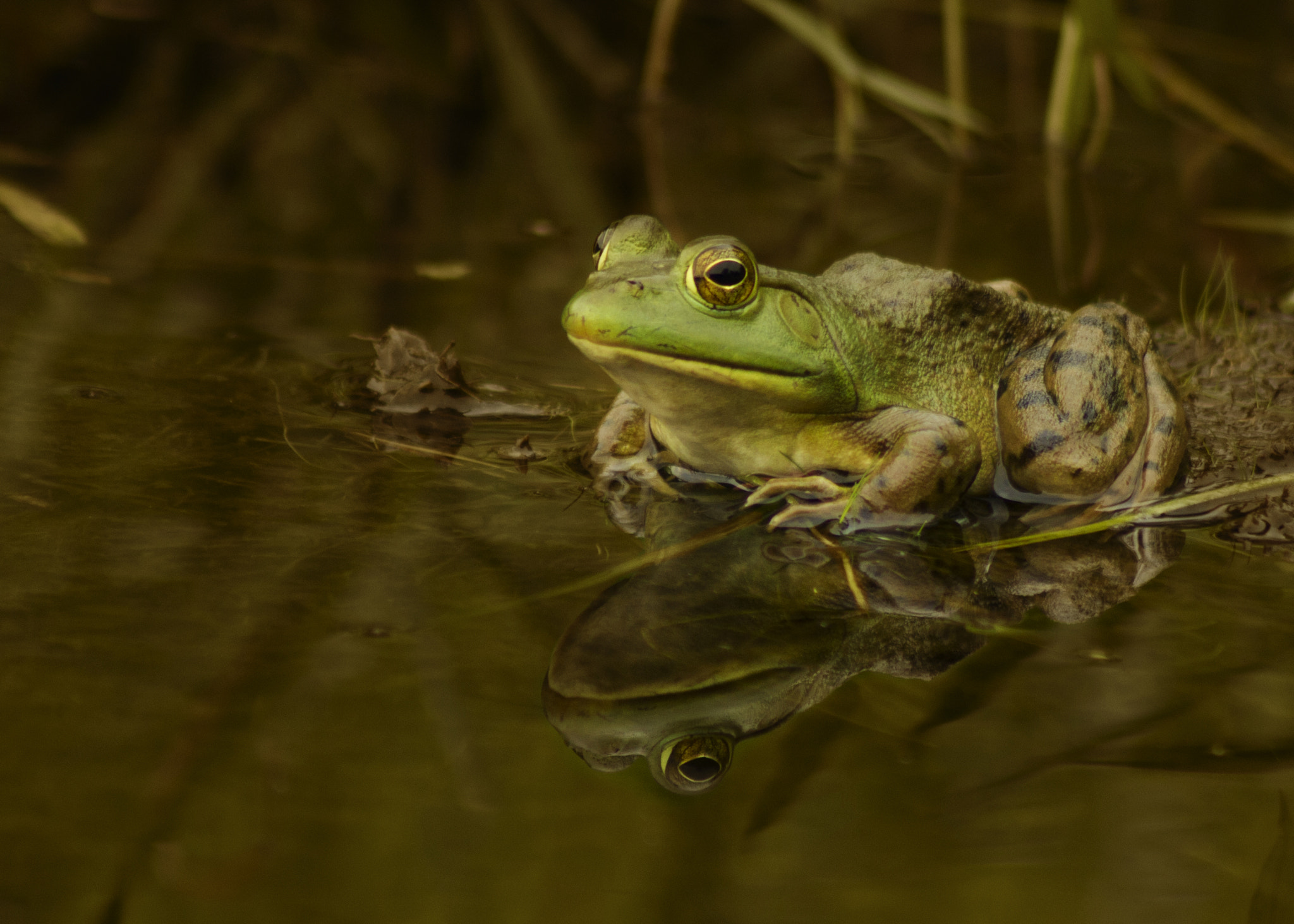 Canon EOS 550D (EOS Rebel T2i / EOS Kiss X4) + EF75-300mm f/4-5.6 sample photo. Huntsville bull frog photography