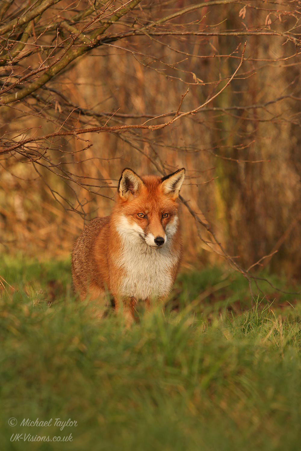 Canon EF 70-200mm F2.8L IS USM sample photo. Fox... photography