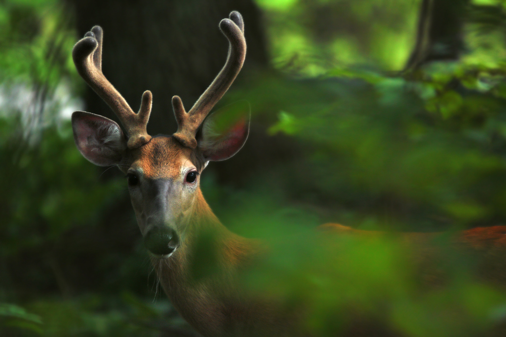 Canon EOS 70D sample photo. Mittens, the whitetail buck in velvet photography