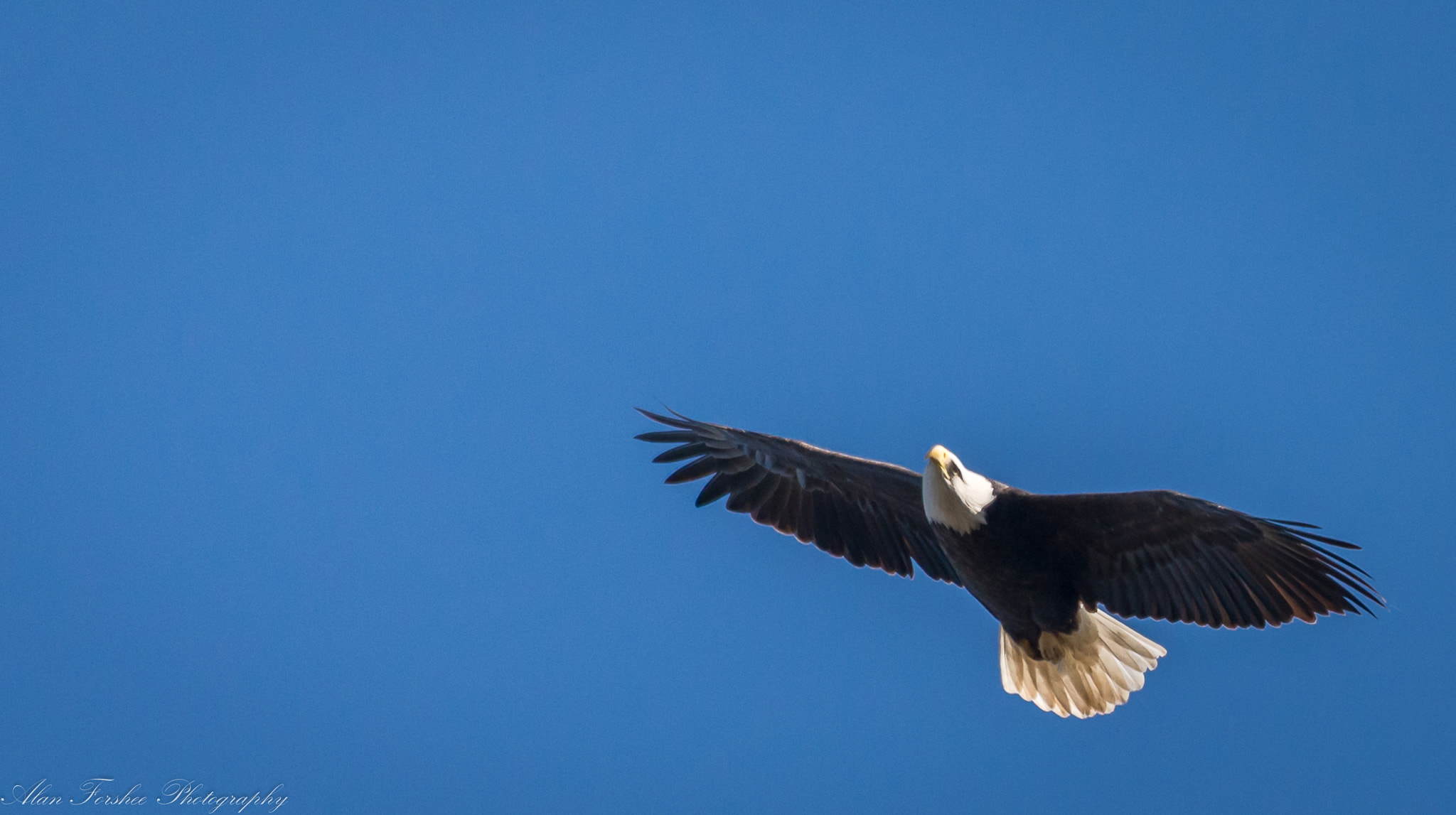 Nikon AF-S Nikkor 200-500mm F5.6E ED VR sample photo. Bald eagle soaring photography