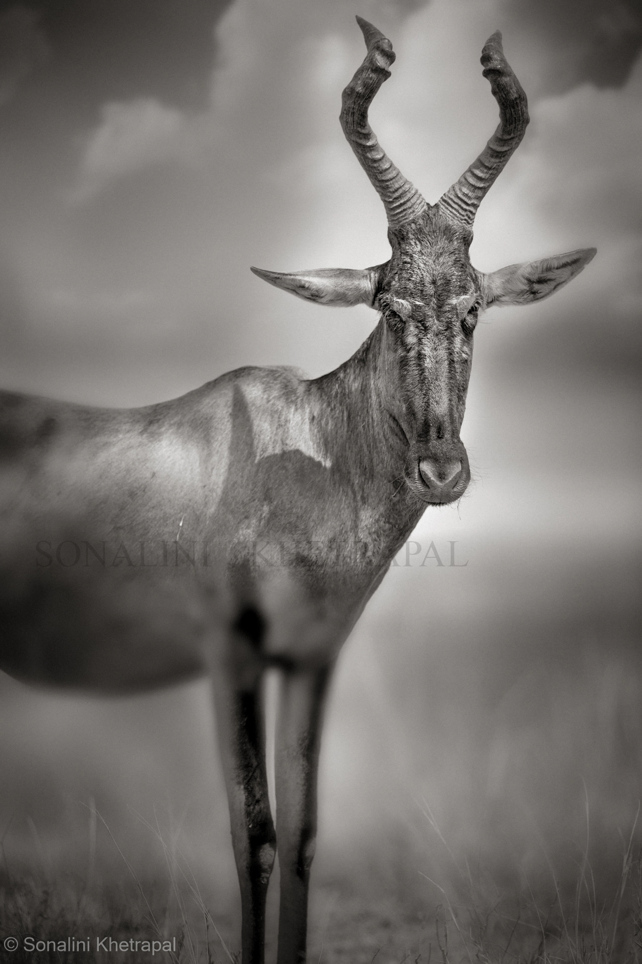 Canon EF 500mm F4L IS II USM sample photo. Stillness photography