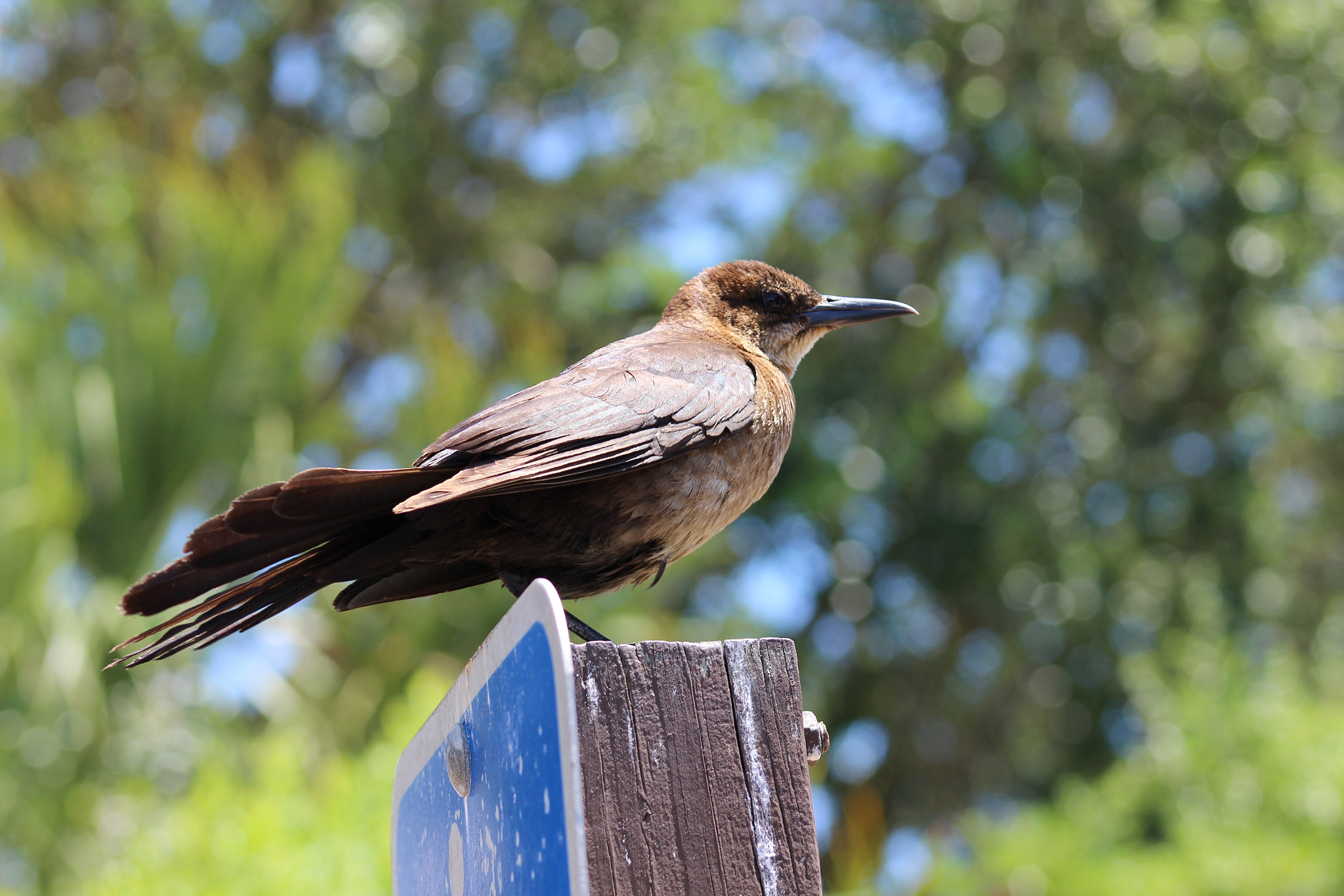 Canon EF 75-300mm f/4-5.6 USM sample photo. Resting bird face photography
