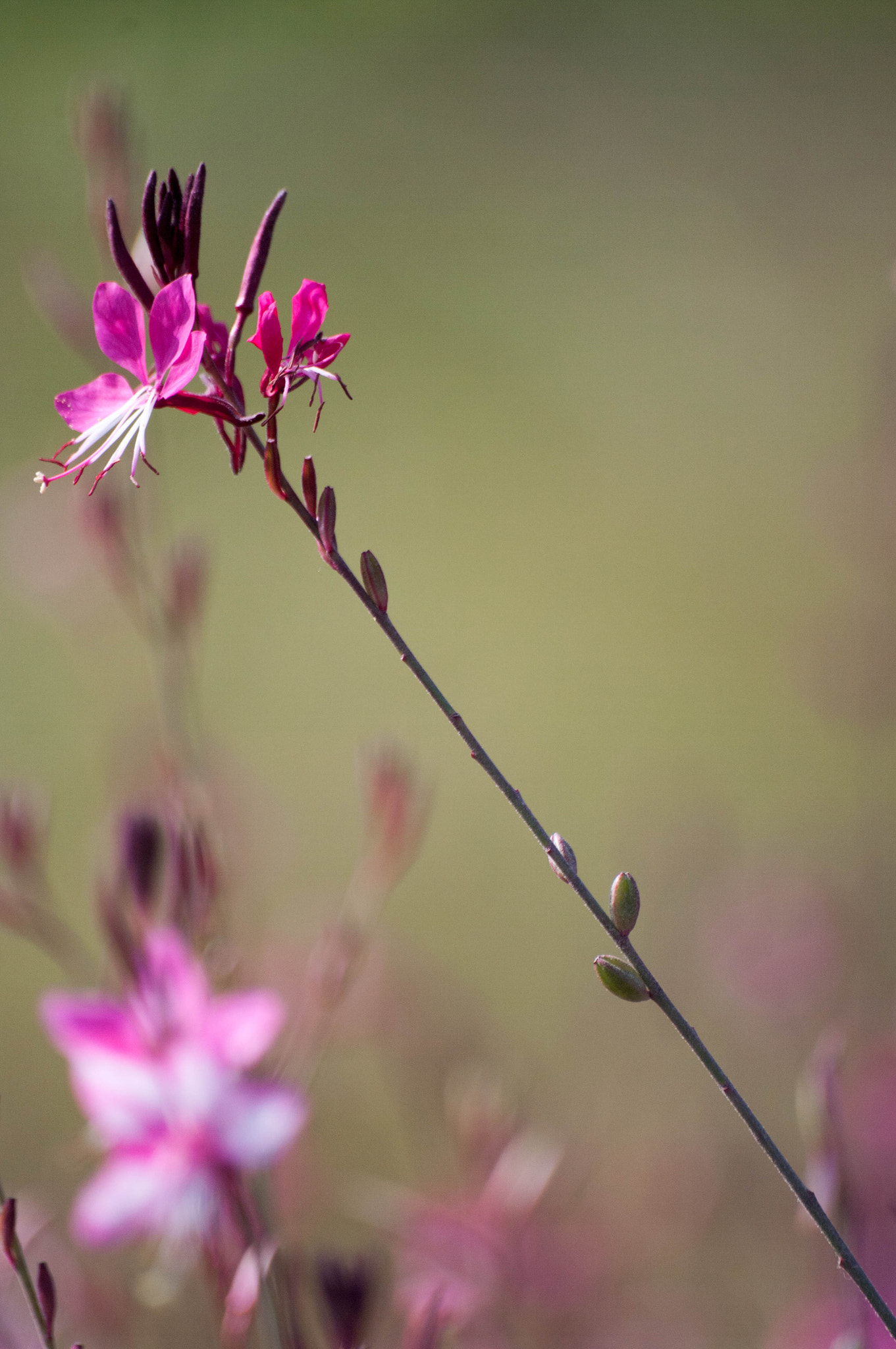 Pentax K20D + Sigma sample photo. Sans titre photography