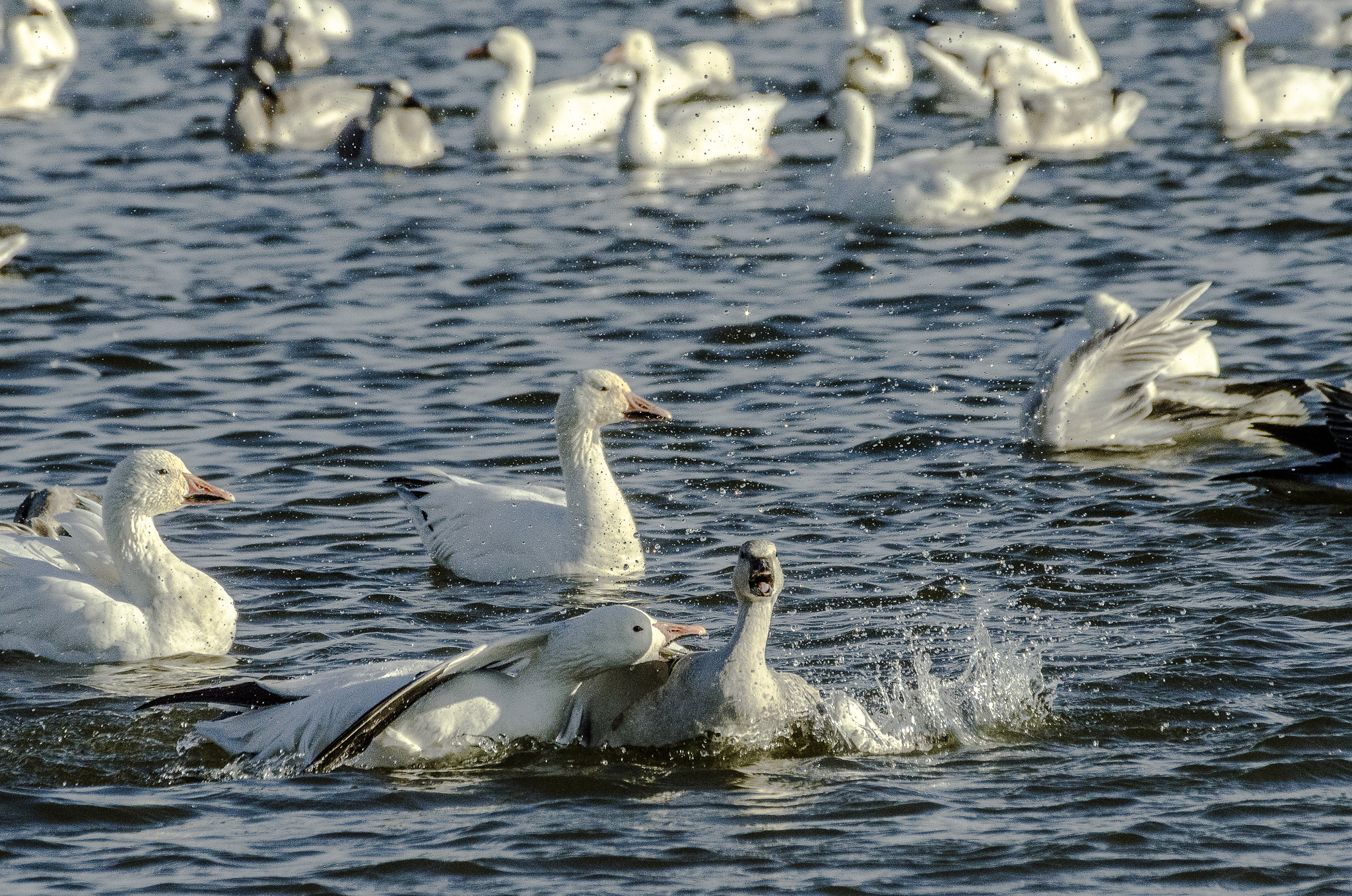 Nikon D7000 + Sigma 70-300mm F4-5.6 DG Macro sample photo. Get out of my territory ! photography