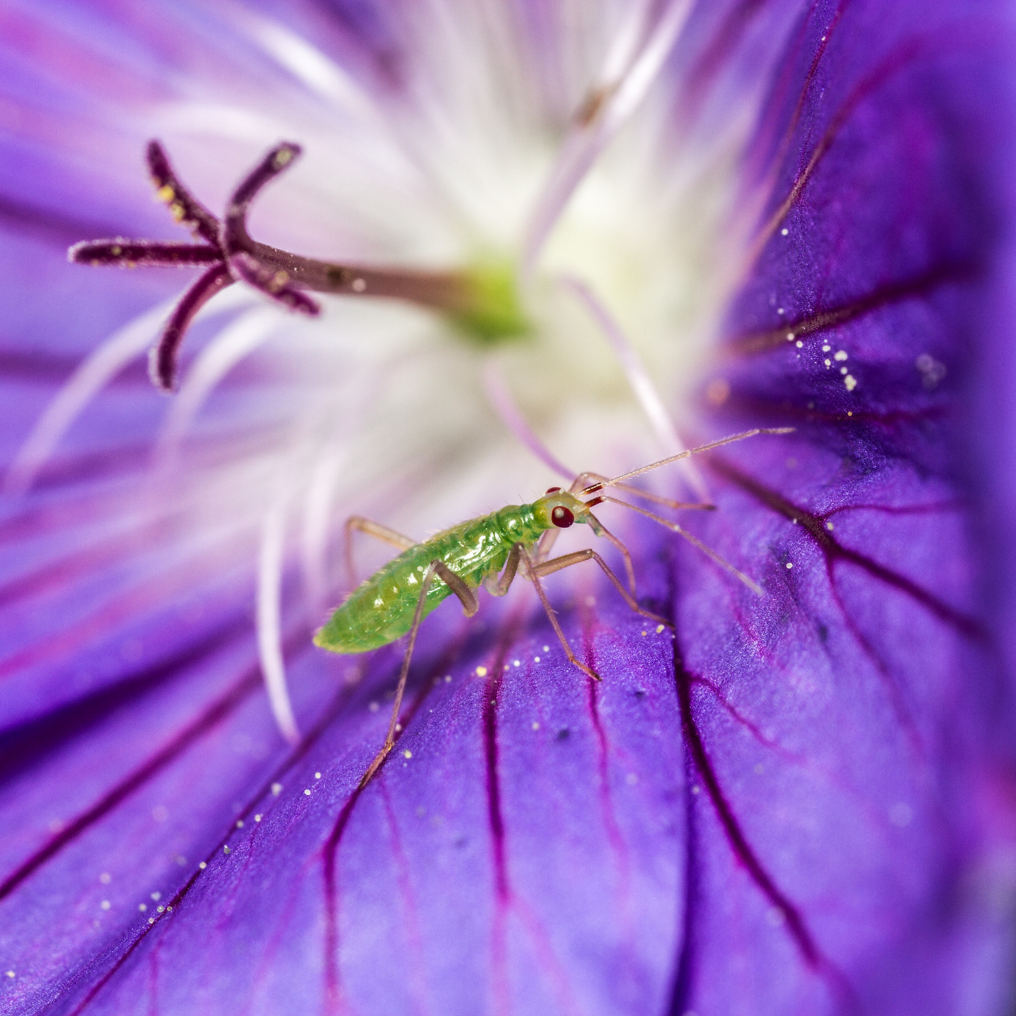 Canon MP-E 65mm F2.5 1-5x Macro Photo sample photo. Mirid bug nymph photography