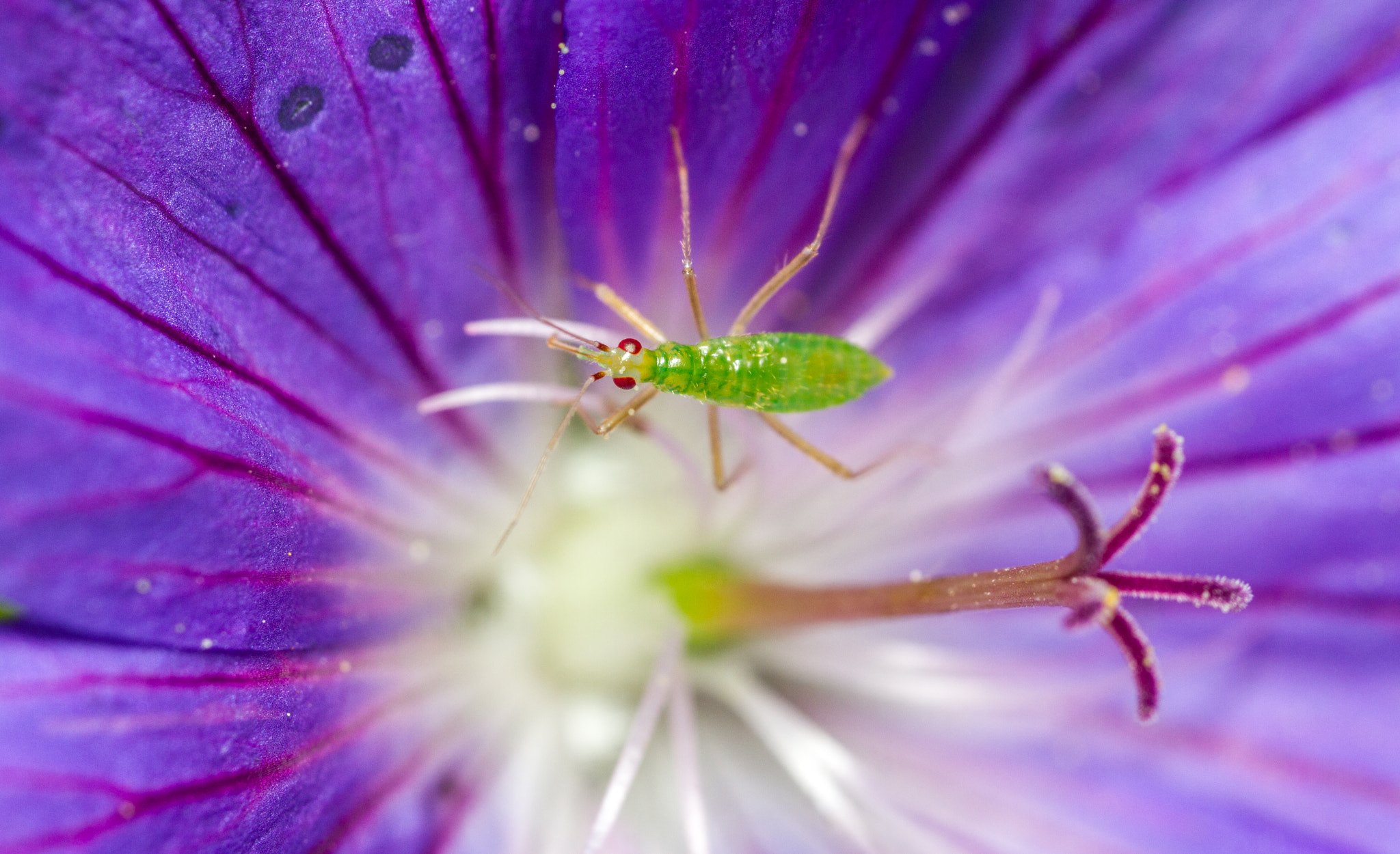 Canon EOS 7D + Canon MP-E 65mm F2.5 1-5x Macro Photo sample photo. Mirid bug nymph photography