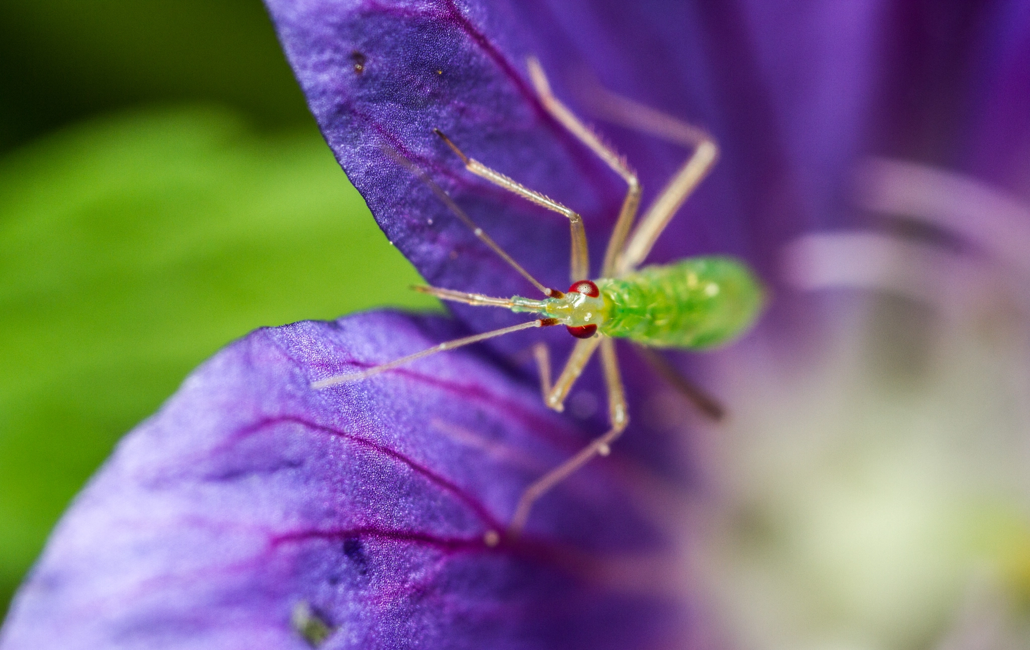 Canon EOS 7D + Canon MP-E 65mm F2.5 1-5x Macro Photo sample photo. Mirid bug nymph photography