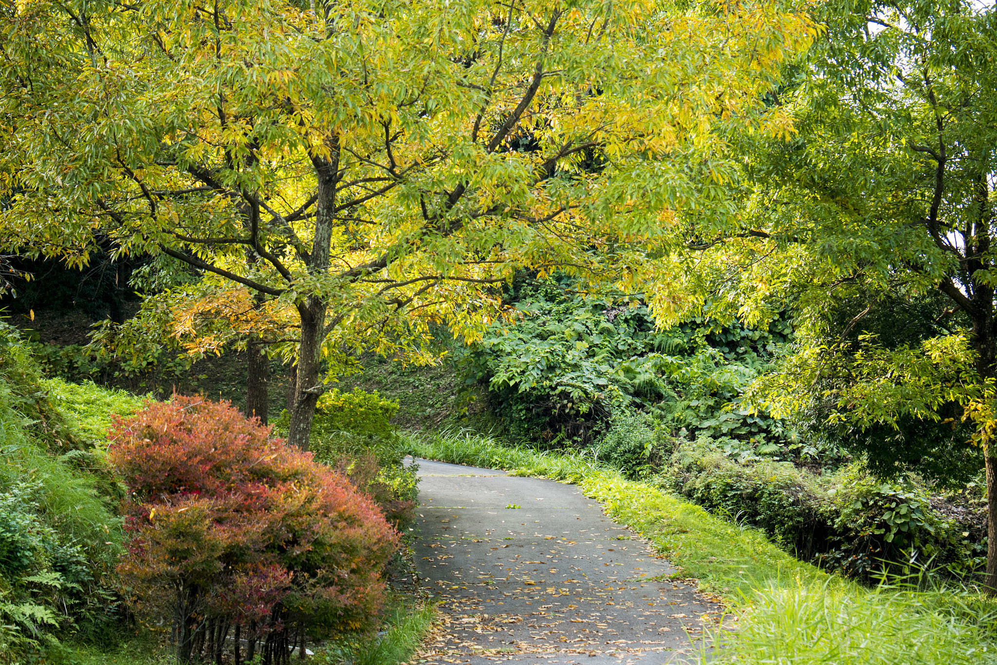 Panasonic Lumix DMC-GM5 sample photo. Autumn photography