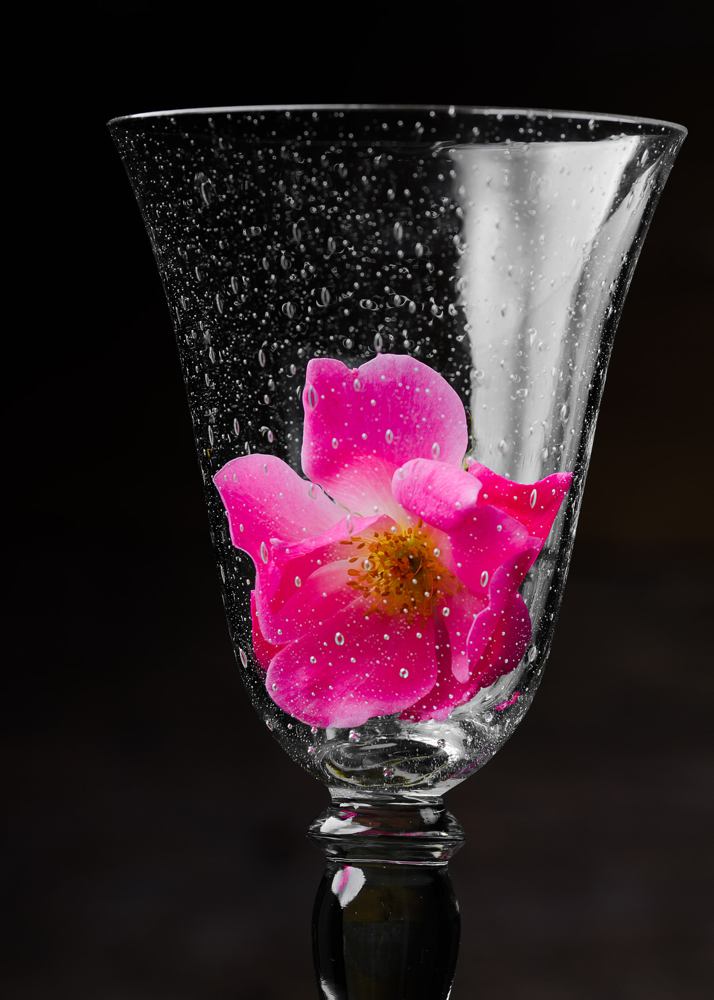 Sigma 105mm F2.8 EX DG OS HSM sample photo. Wine and roses 008 photography