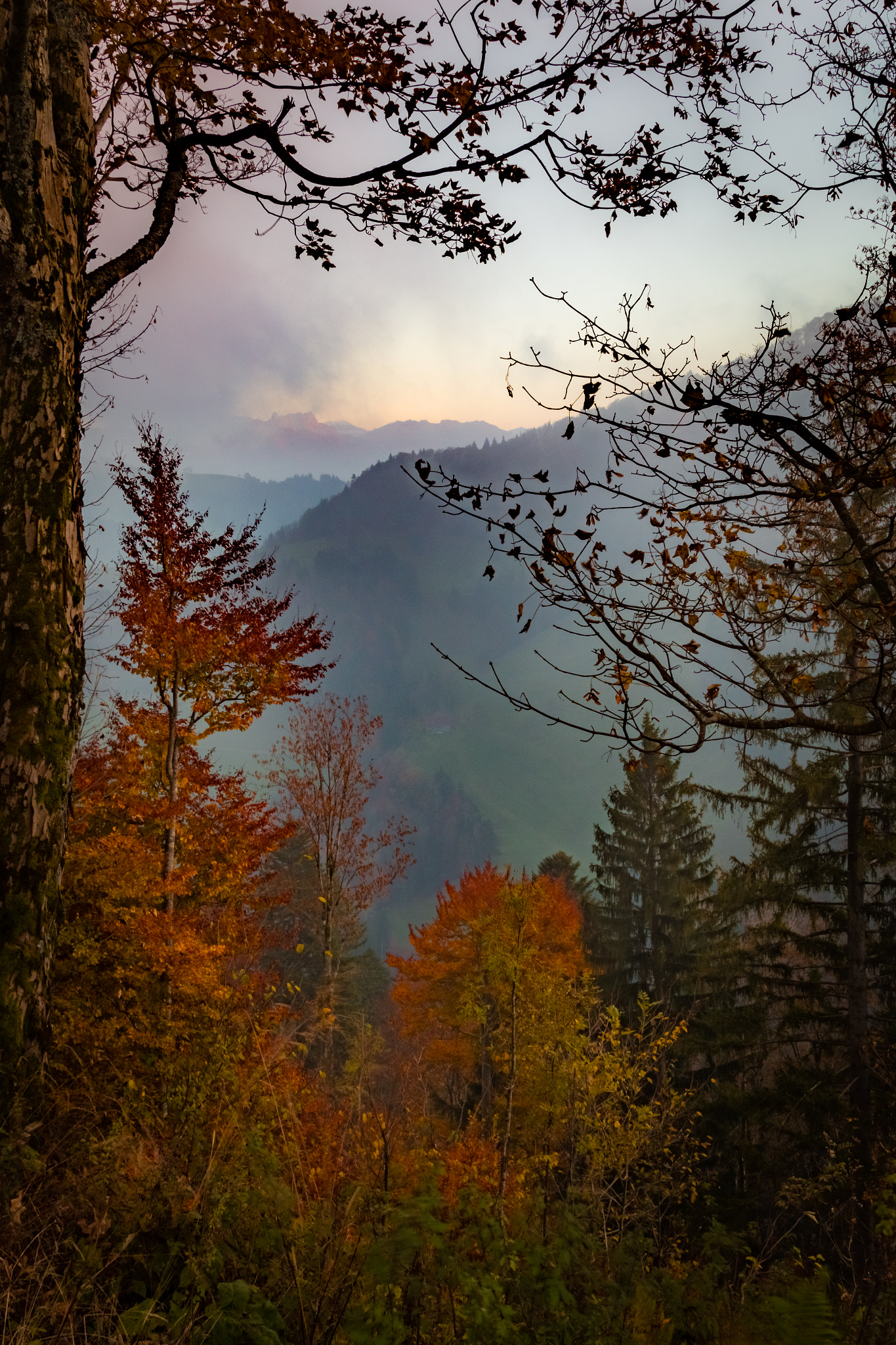 Sigma 24-105mm f/4 DG OS HSM | A sample photo. Fall colour photography