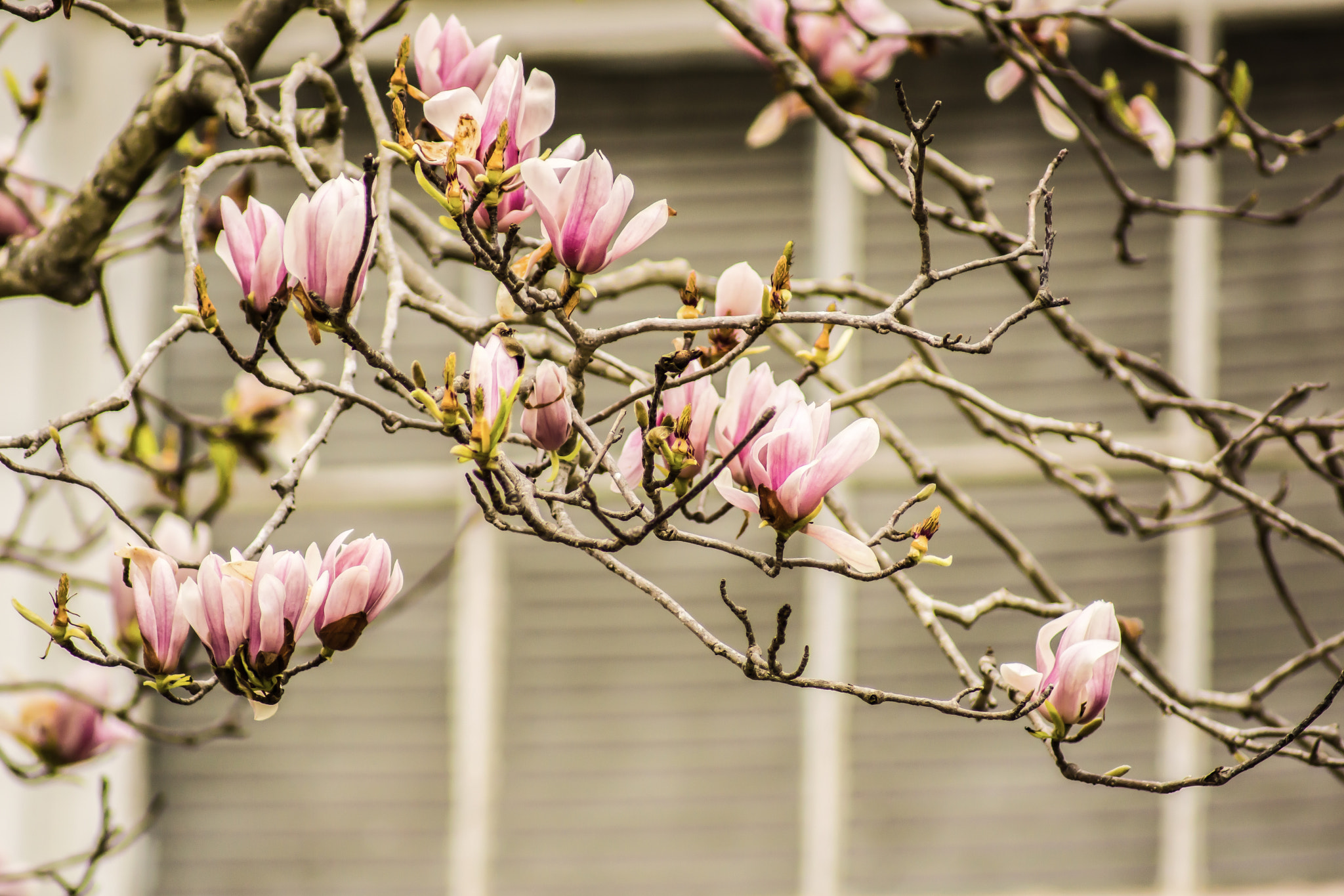 Sony 75-300mm F4.5-5.6 sample photo