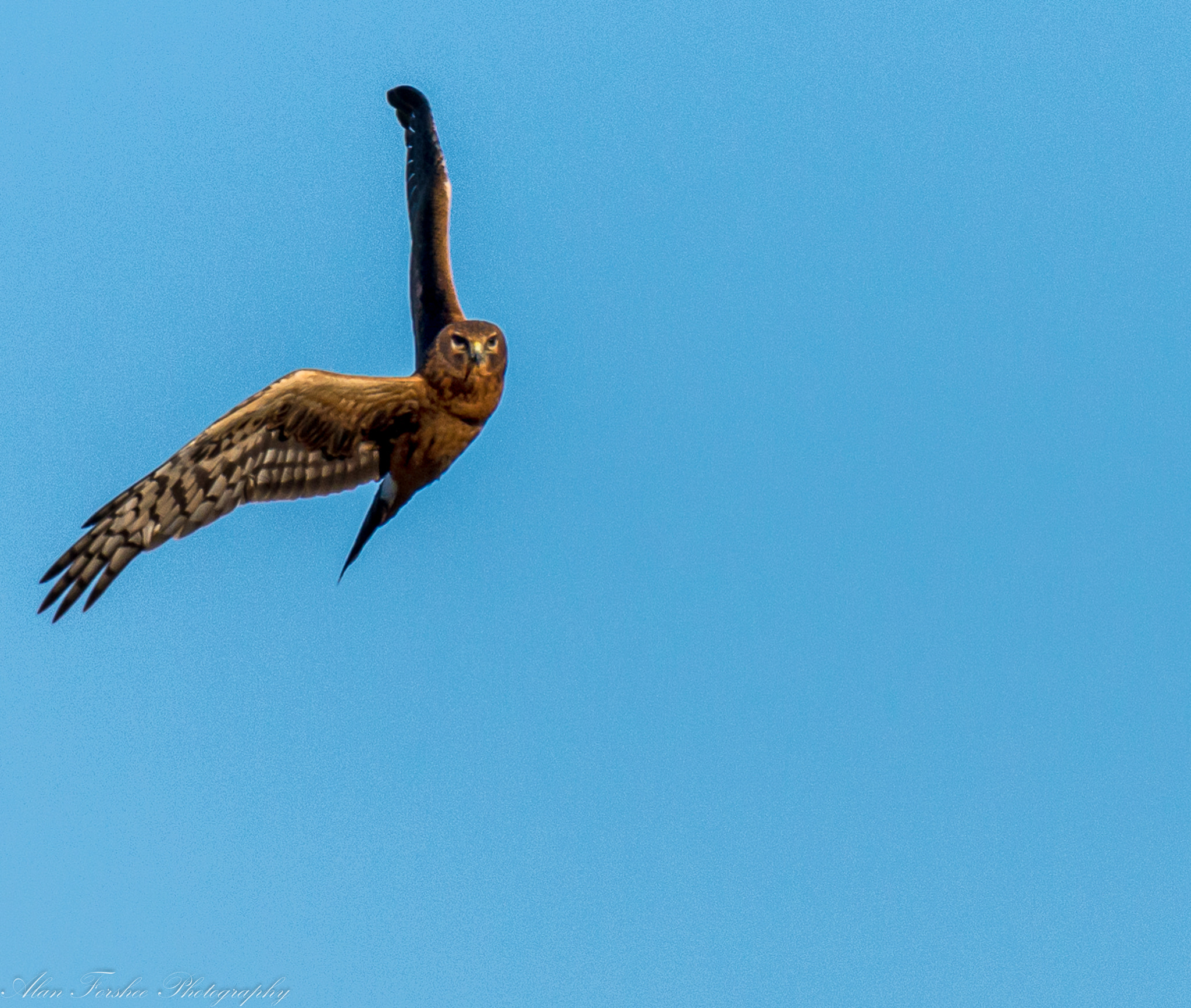 Nikon AF-S Nikkor 200-500mm F5.6E ED VR sample photo. North american harrier photography