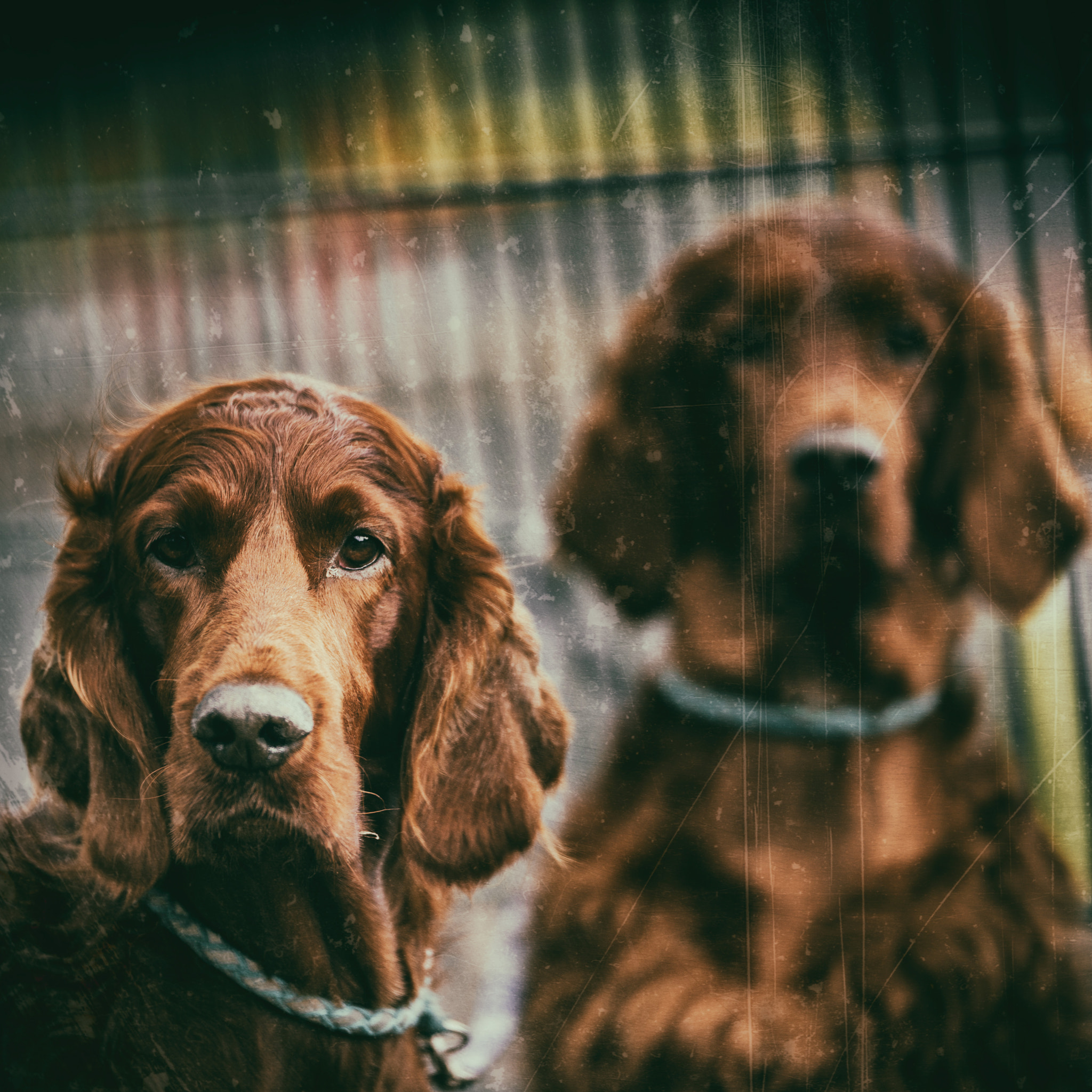 Tamron SP 70-200mm F2.8 Di VC USD sample photo. Parklife irish setters photography
