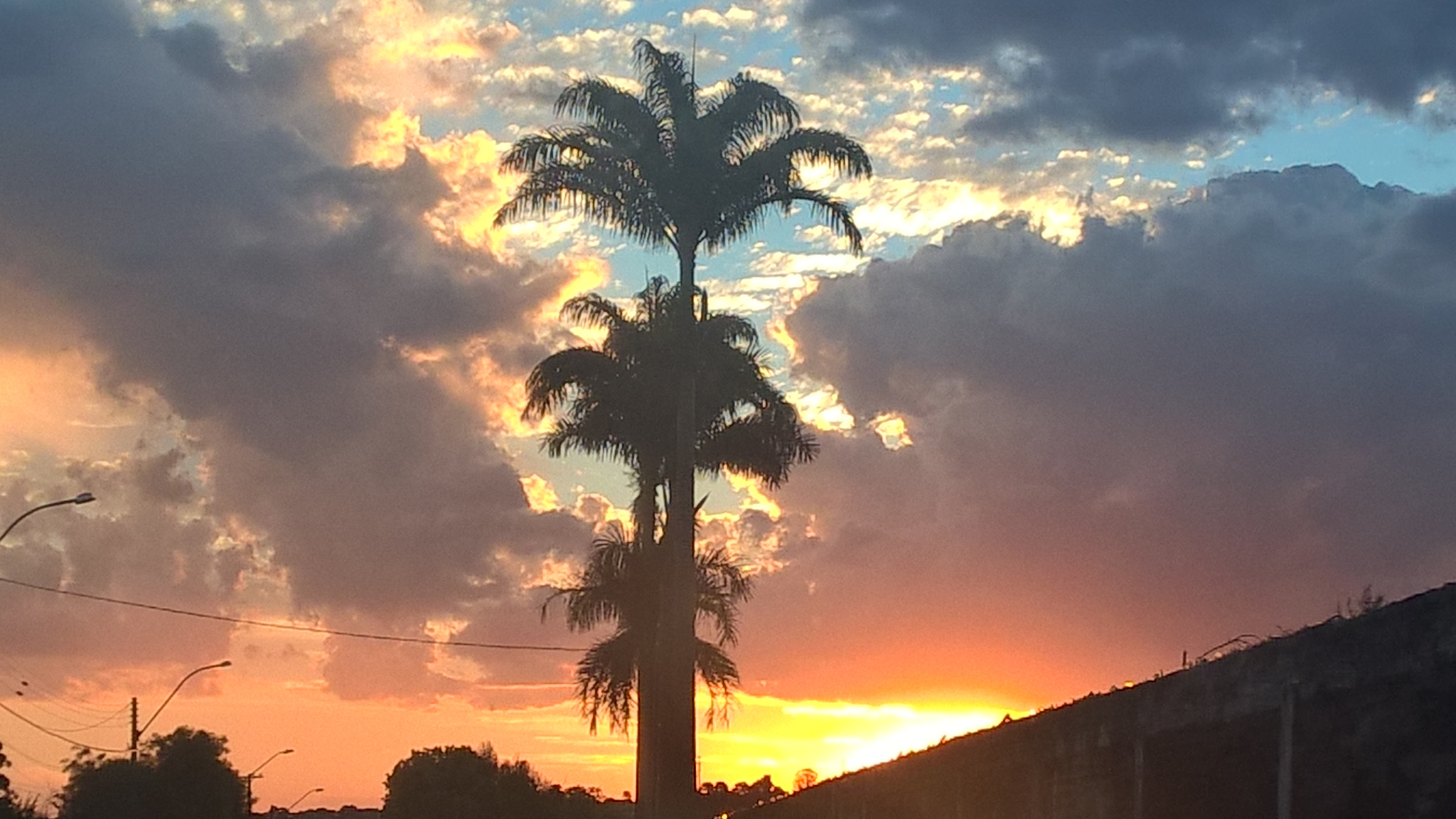 Nokia Lumia 830 sample photo. Royal tree at sunset photography