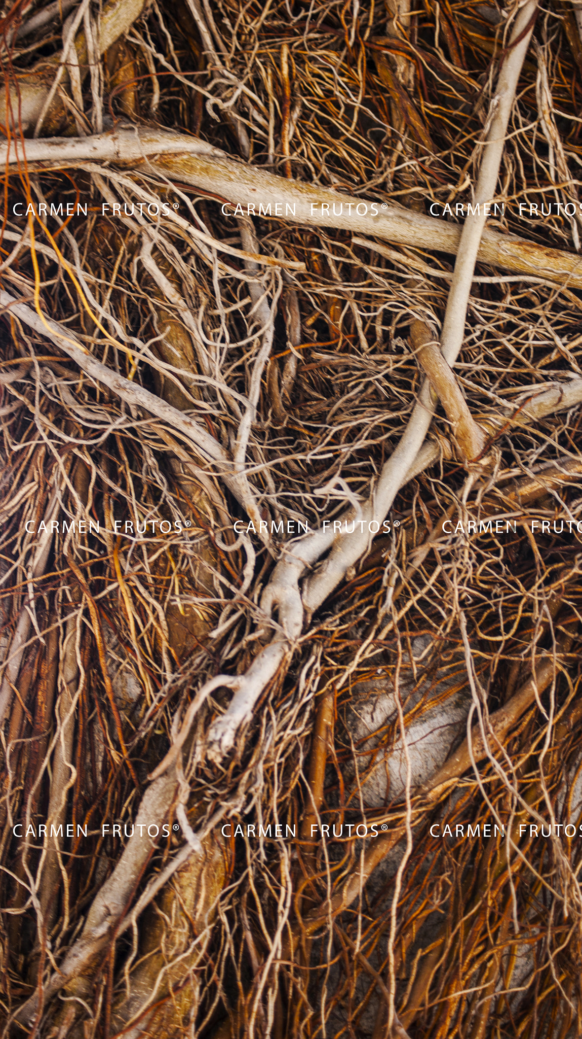 Sony Alpha DSLR-A380 sample photo. Roots texture photography