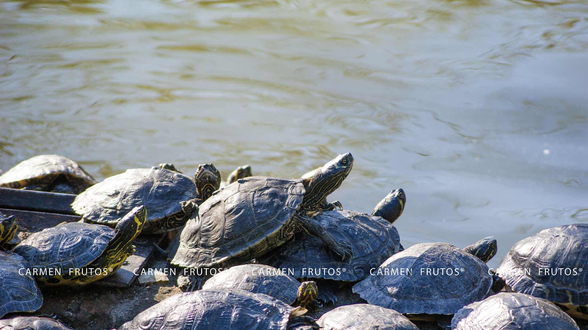 Sony Alpha DSLR-A380 + Sony DT 55-200mm F4-5.6 SAM sample photo. Turtles in the sun photography