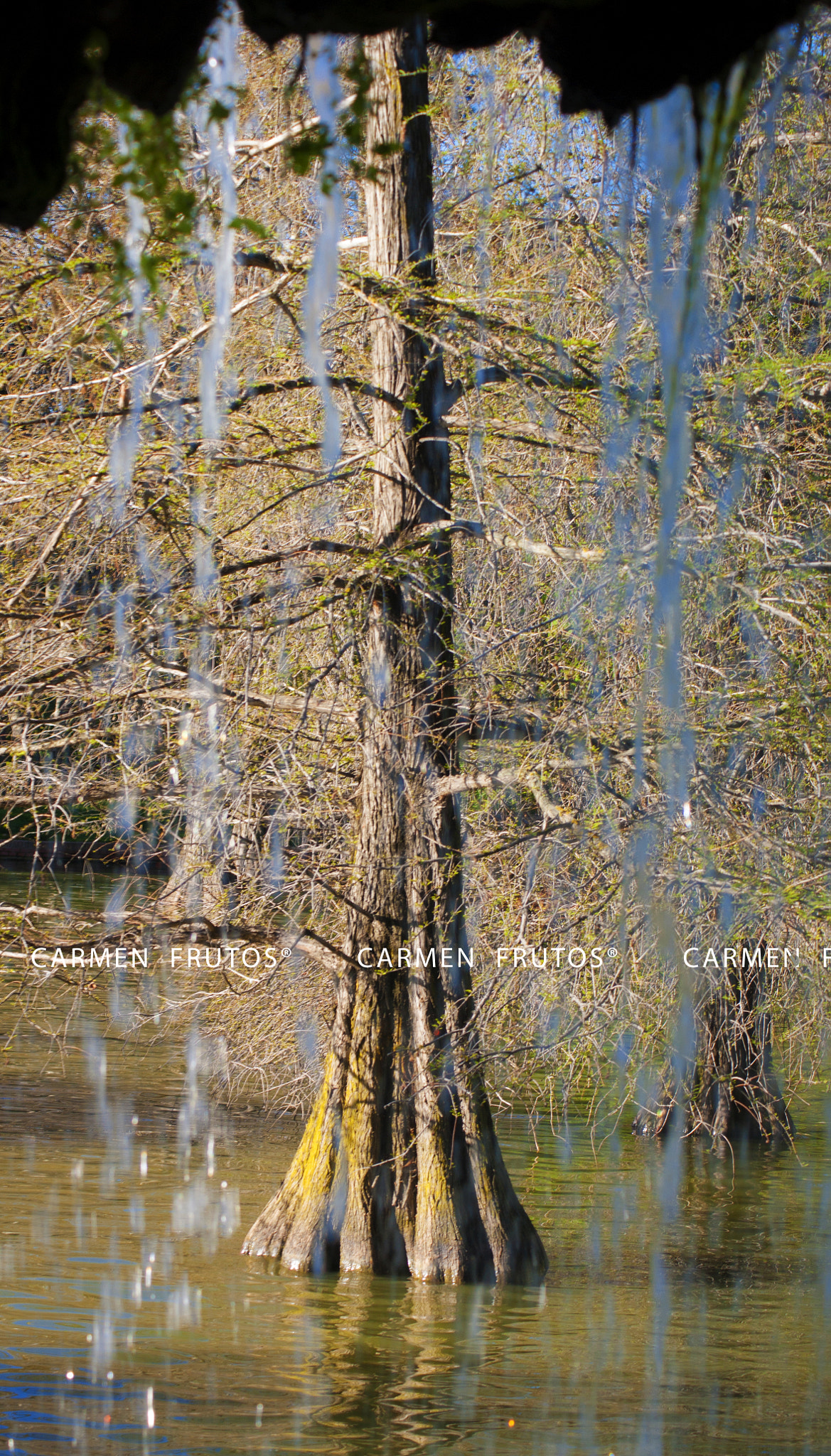 Sony Alpha DSLR-A380 sample photo. Hidden tree photography